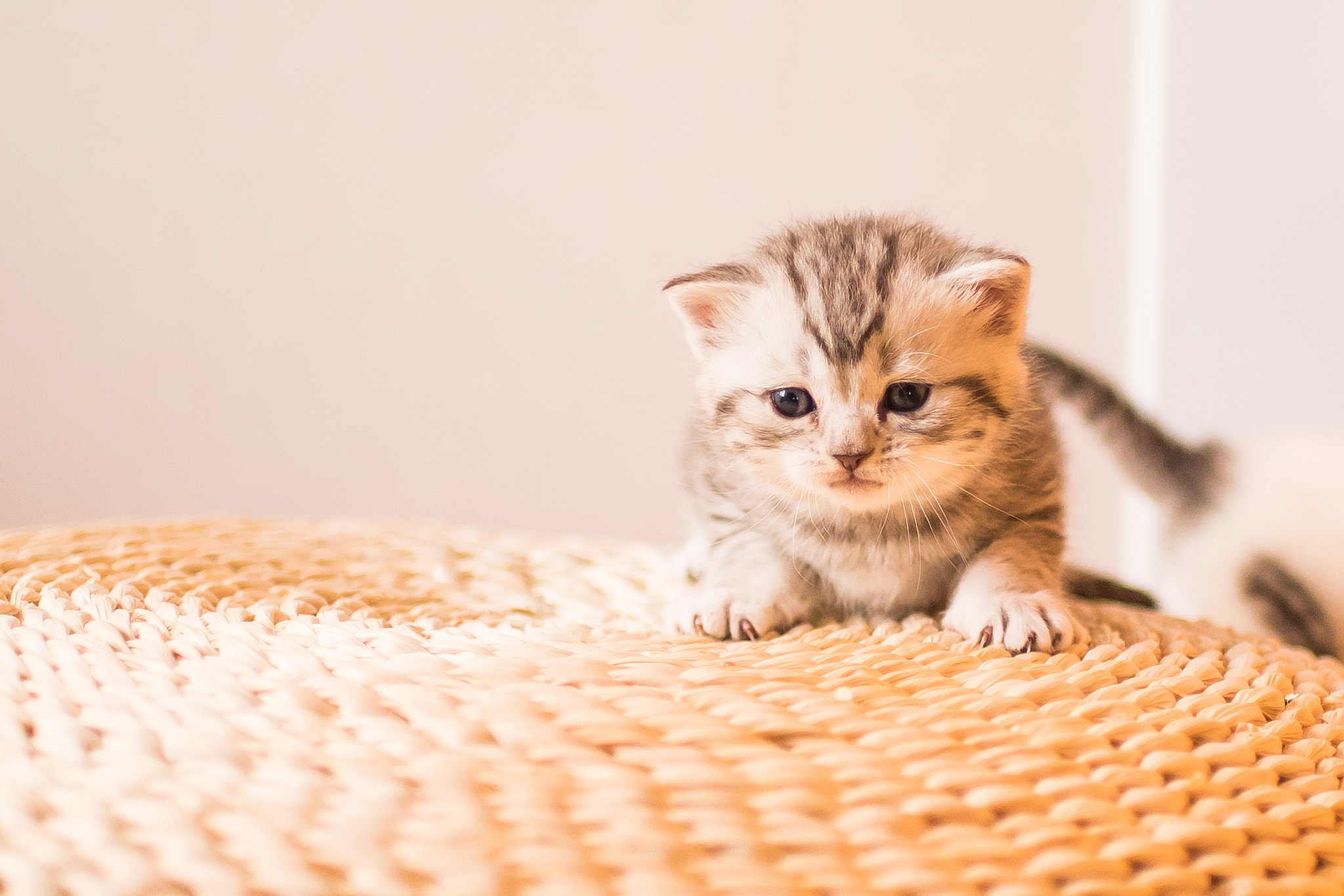 Nikon D750 + Nikon AF-S Nikkor 35mm F1.8G ED sample photo. 一个月的小奶猫 photography