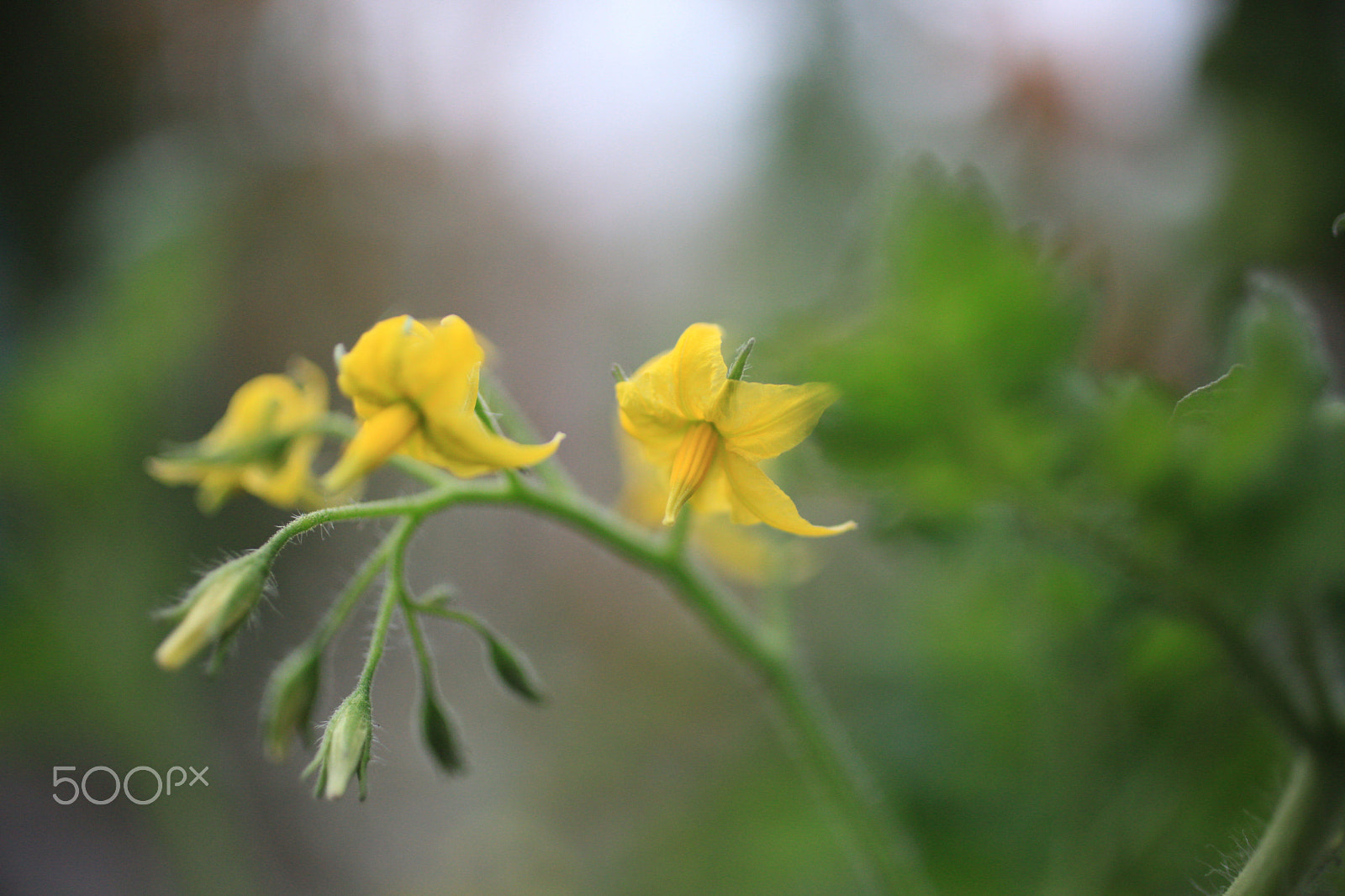 Canon EOS 5D Mark II sample photo. Spring color photography