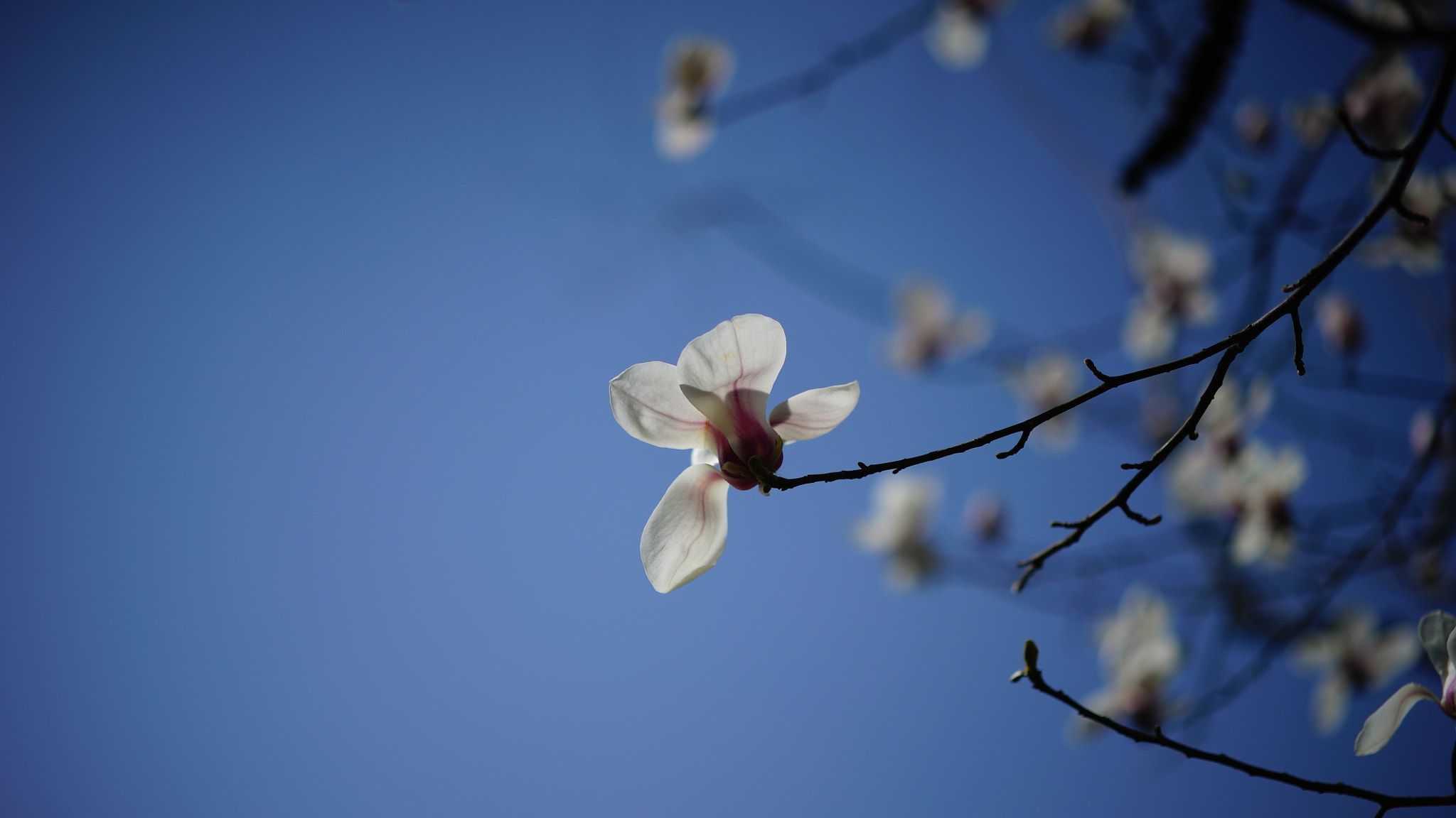 Sony a7S + Sony Sonnar T* FE 55mm F1.8 ZA sample photo. Dsc photography