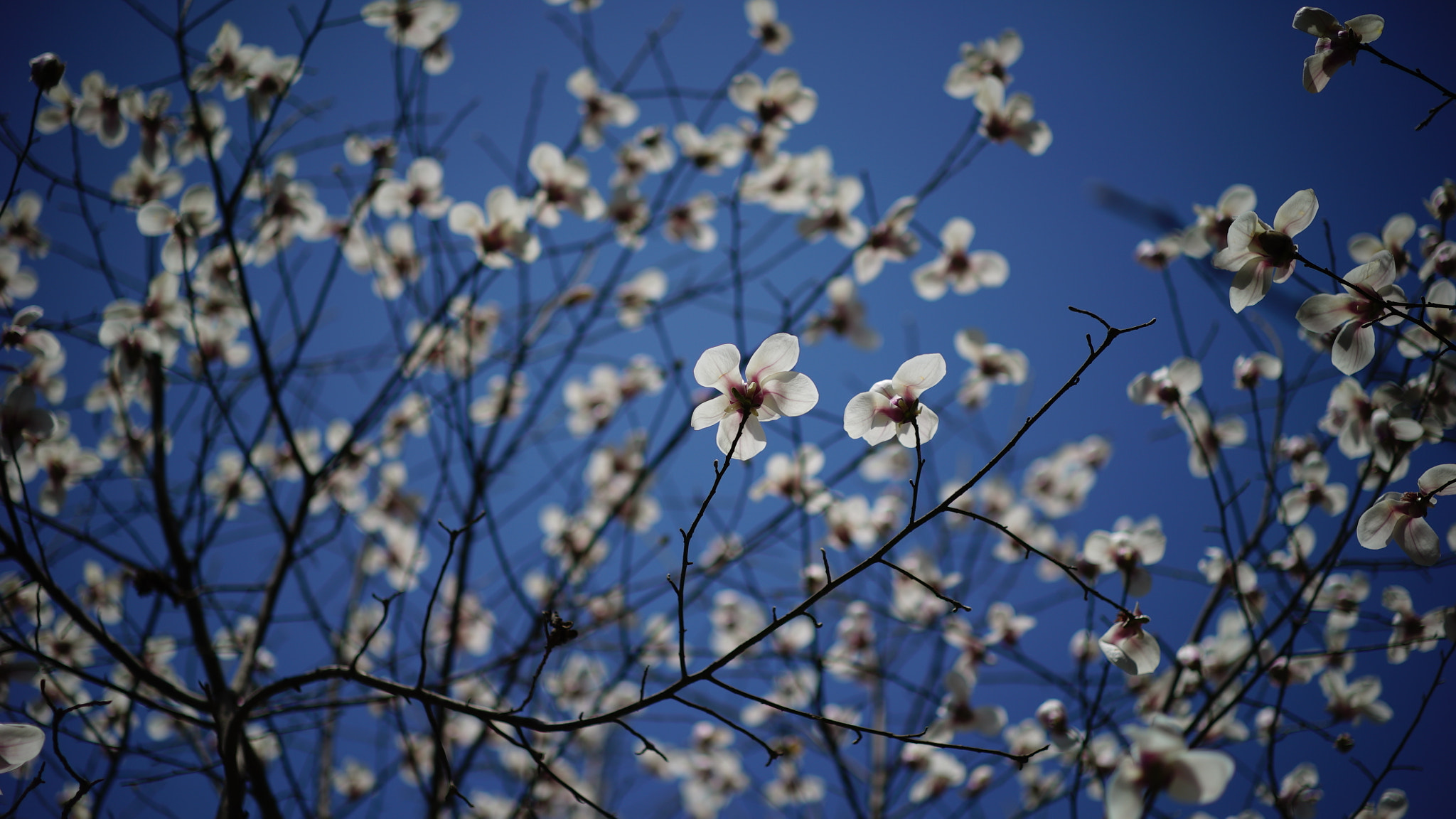 Sony a7S + Sony Sonnar T* FE 55mm F1.8 ZA sample photo. Dsc photography