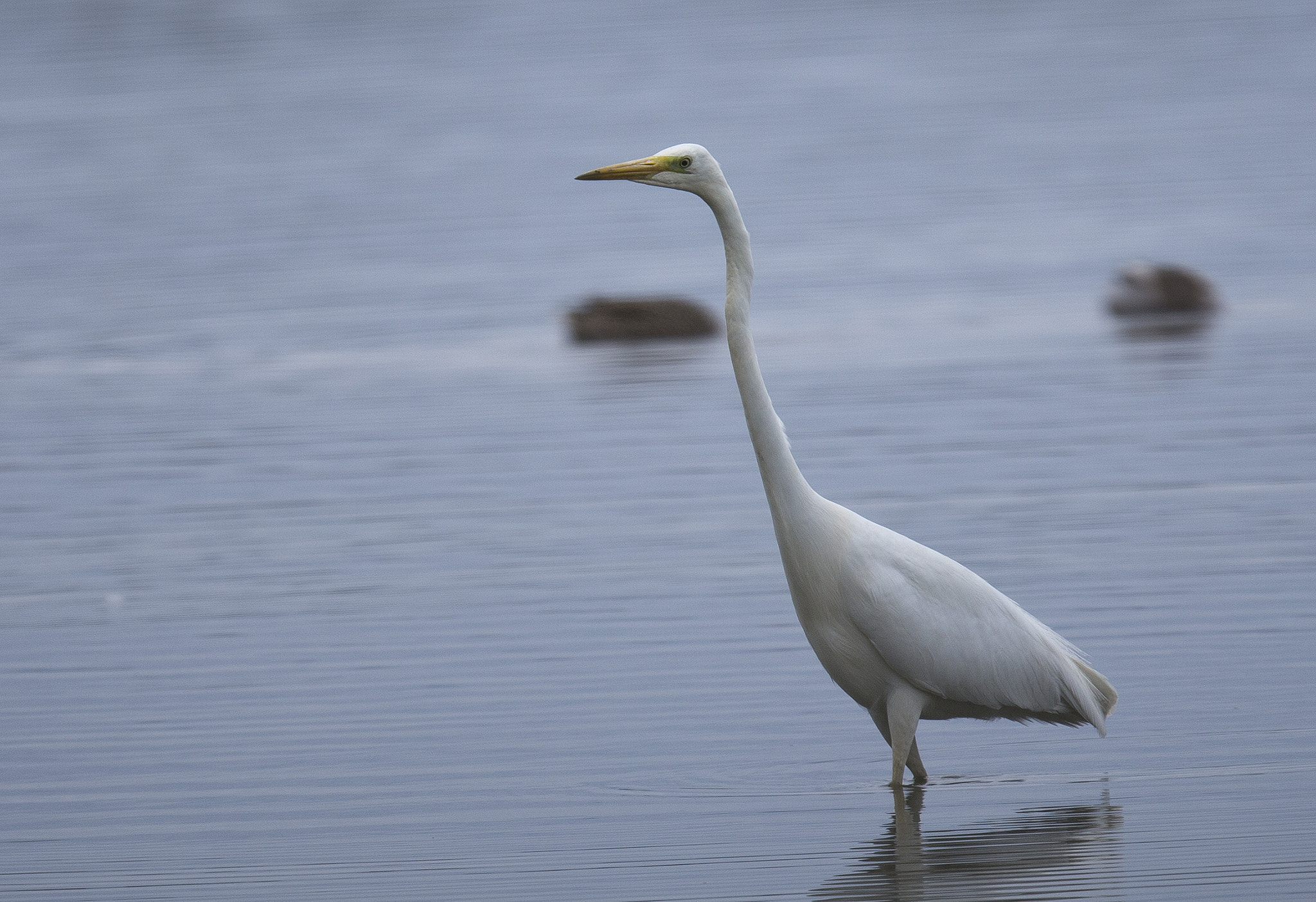 Canon EF 400mm F2.8L IS II USM sample photo. Great egret photography