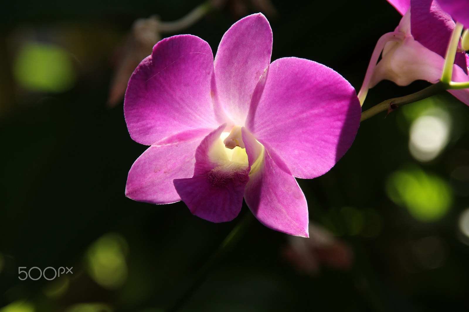 Canon EOS 700D (EOS Rebel T5i / EOS Kiss X7i) sample photo. The purple orchid. photography