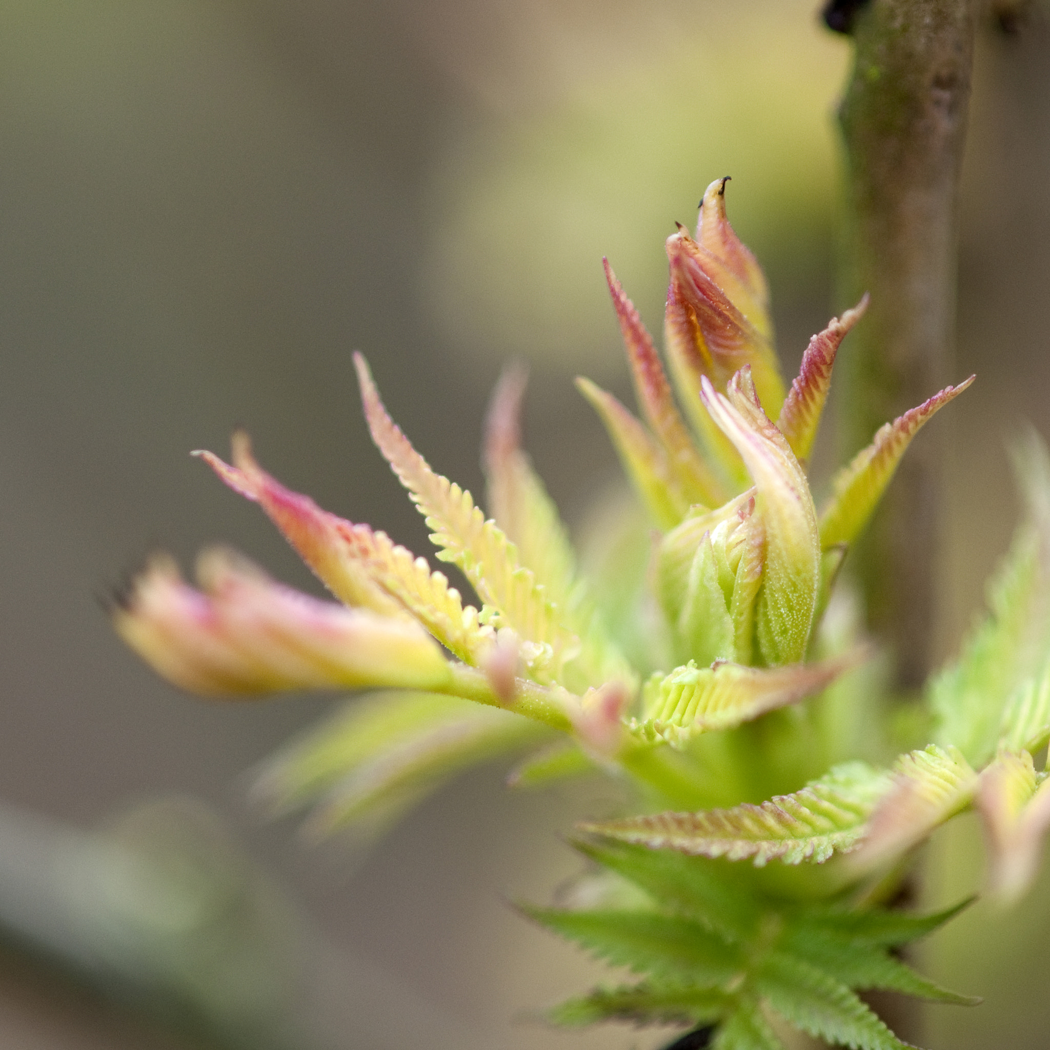 Nikon AF-S Micro-Nikkor 105mm F2.8G IF-ED VR sample photo. Soft photography