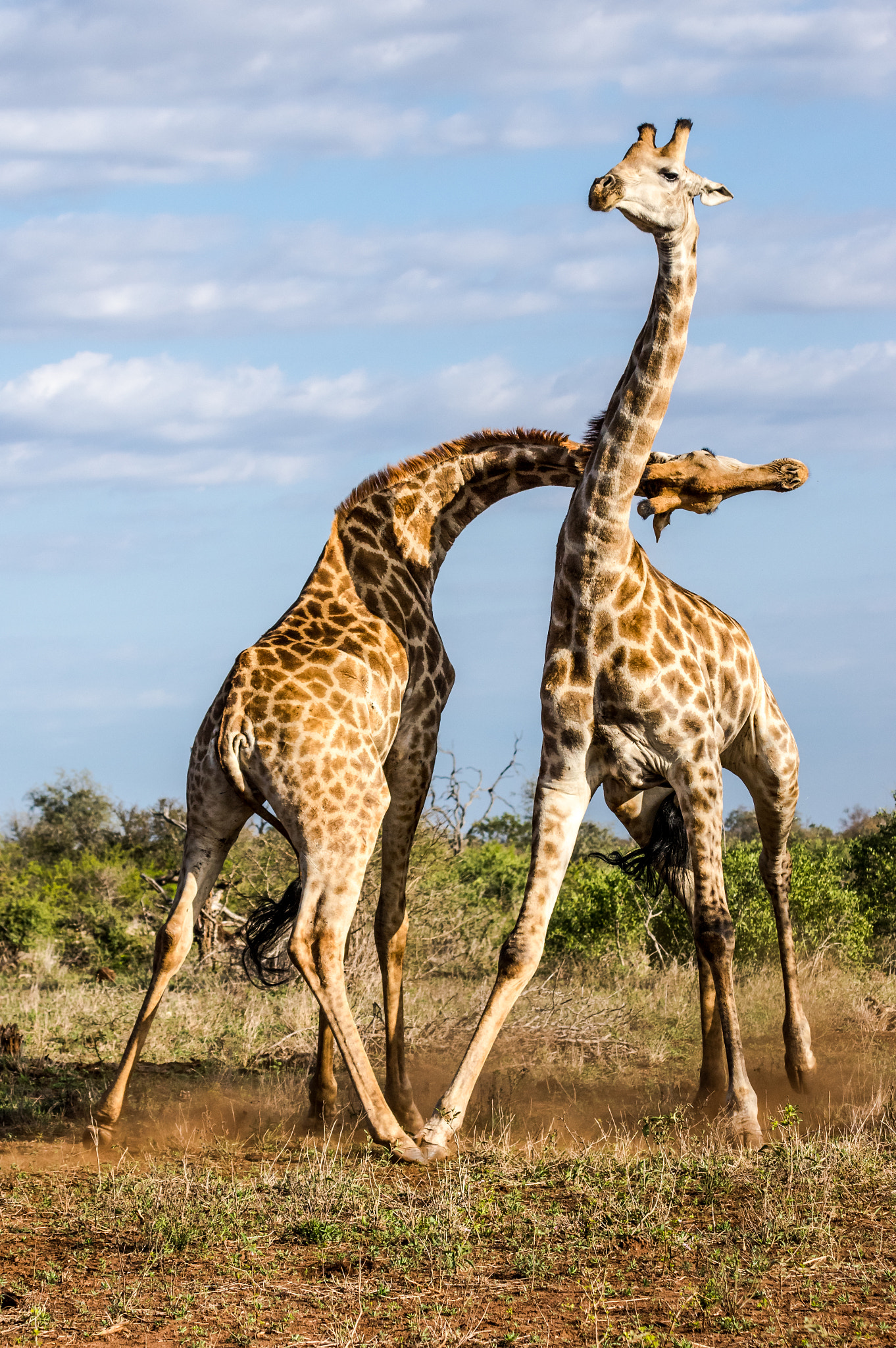 Pentax K-3 + Tamron SP AF 70-200mm F2.8 Di LD (IF) MACRO sample photo. Fighting giraffes photography