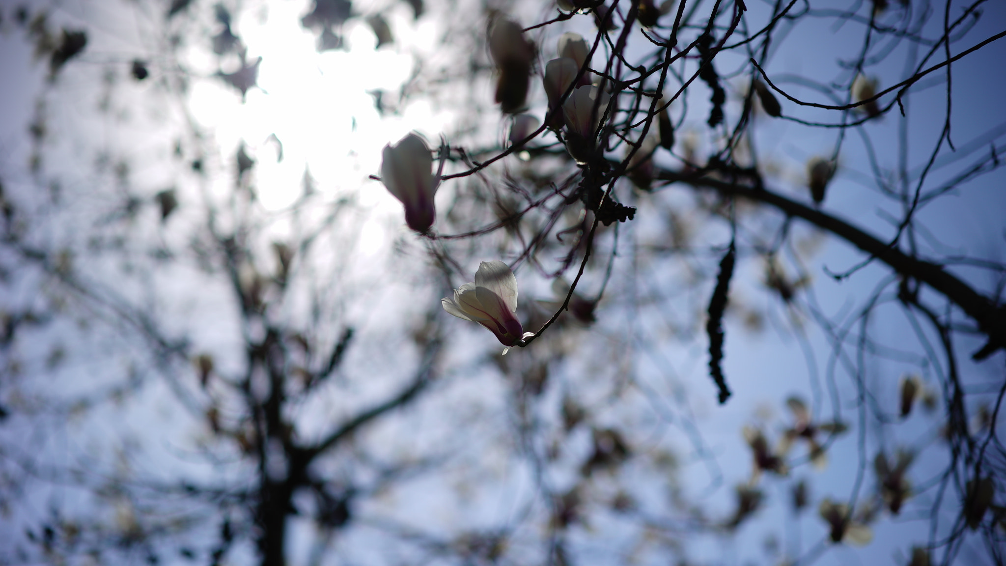 Sony a7S + Sony Sonnar T* FE 55mm F1.8 ZA sample photo. Dsc photography