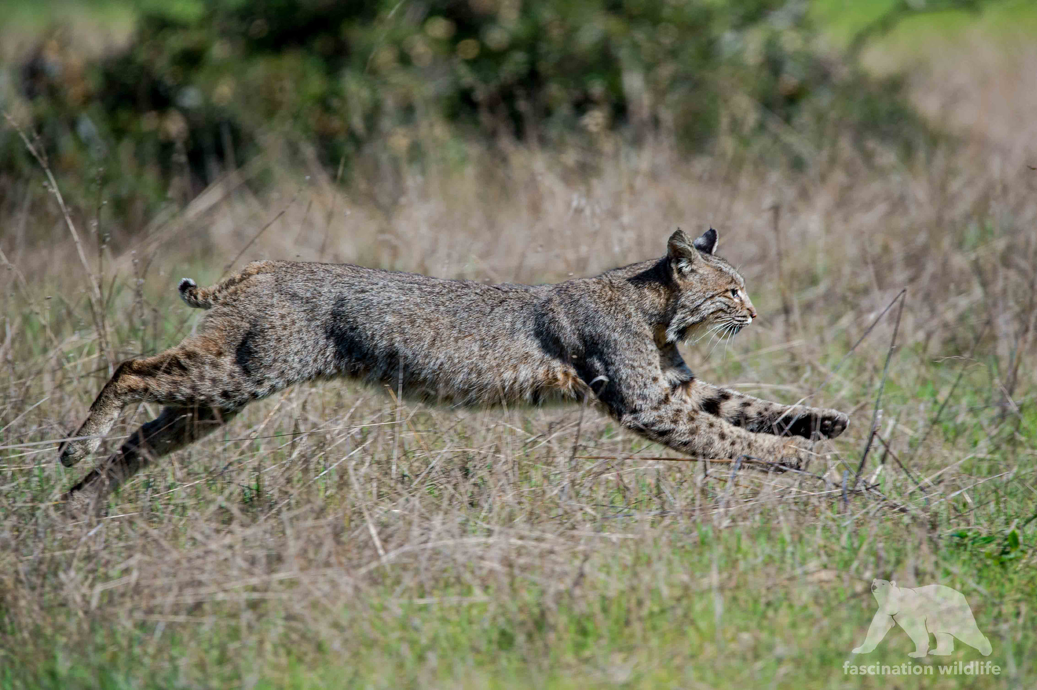 Sigma 150-600mm F5-6.3 DG OS HSM | S sample photo. Jumping bobcat photography