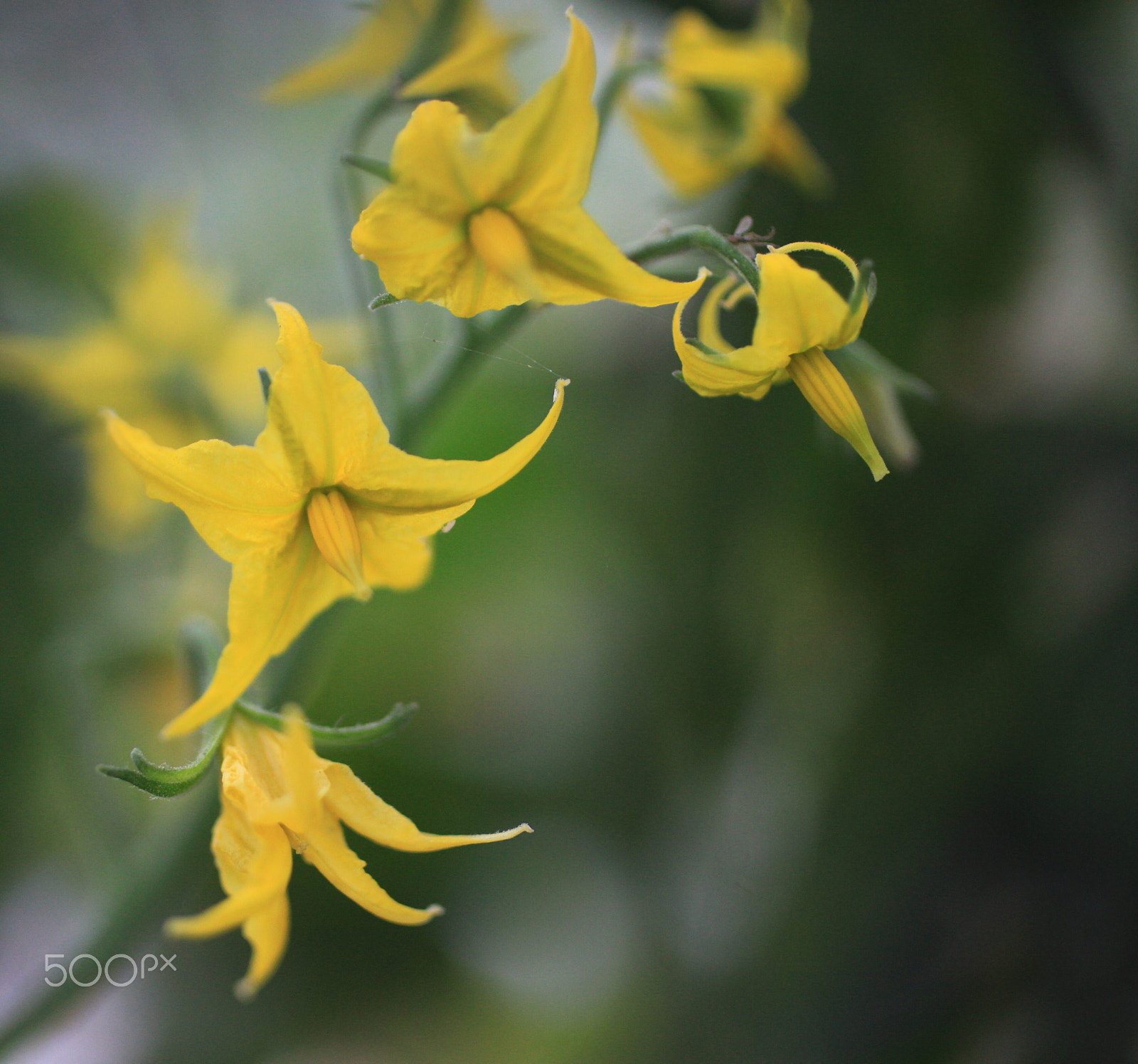 Canon EOS 5D Mark II + Canon EF 50mm F2.5 Macro sample photo. Spring photography