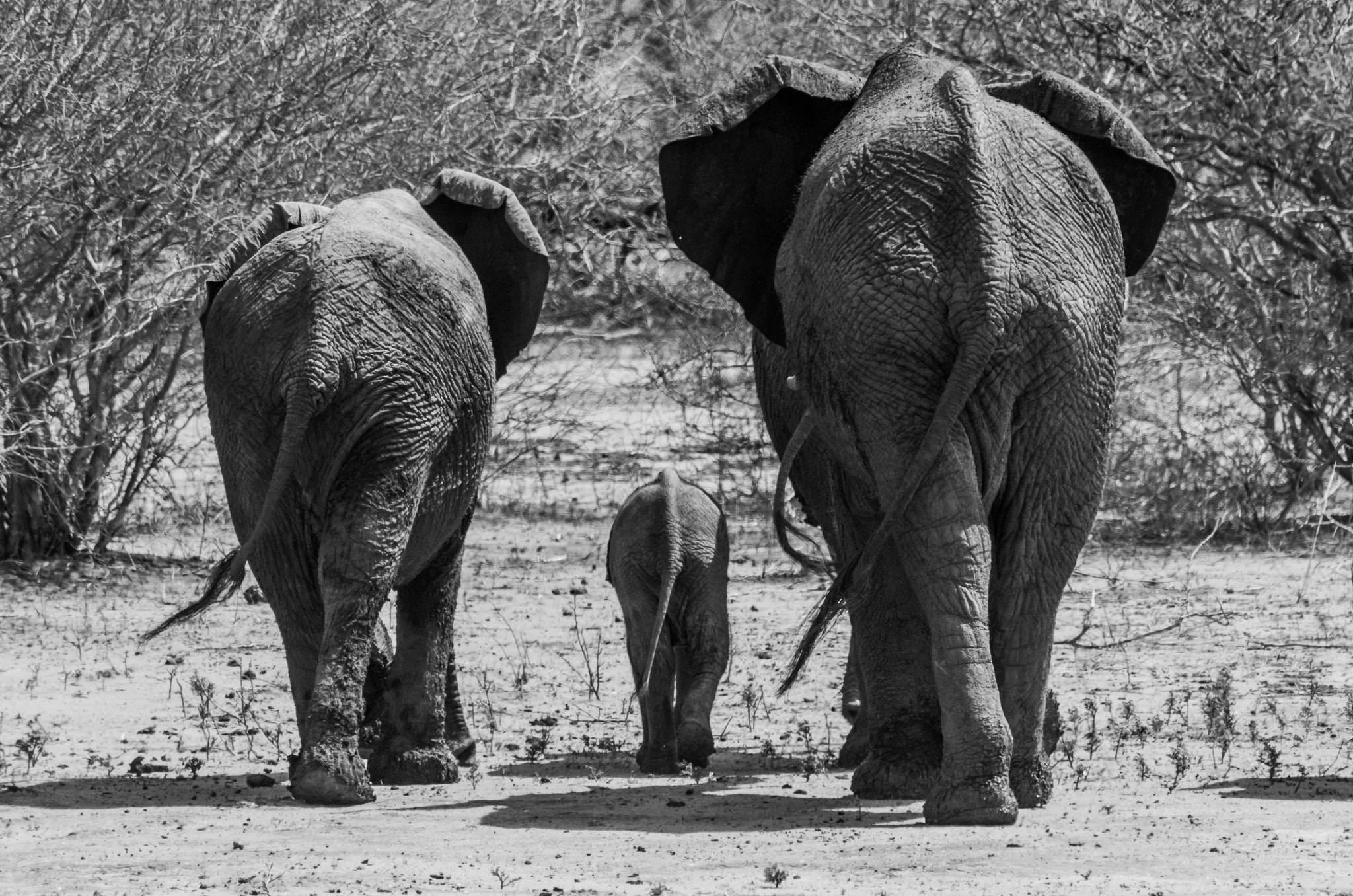 Pentax K-5 II + Pentax D FA 150-450mm F4.5-5.6 ED DC AW sample photo. Elephant family from behind photography