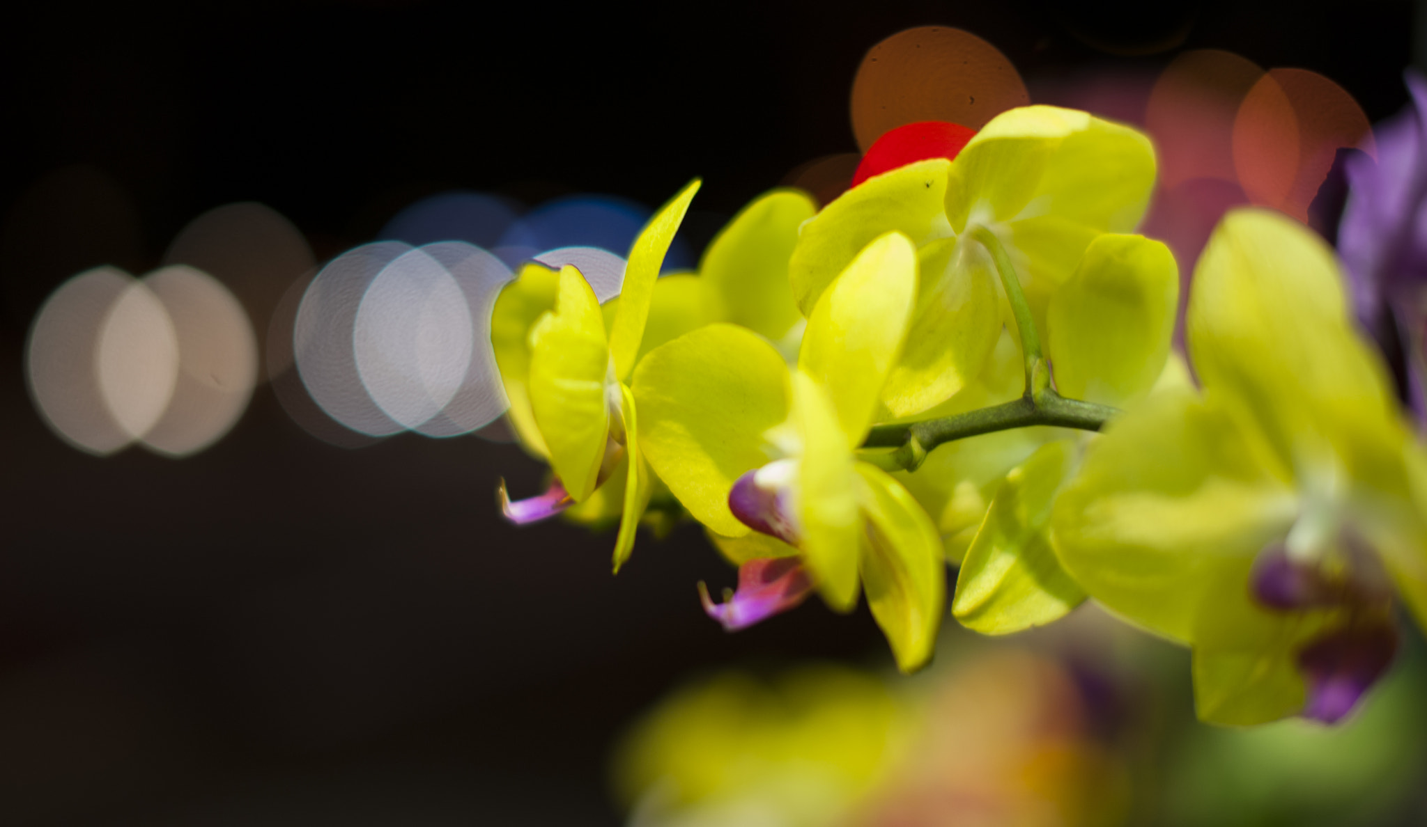 Nikon D700 + Sigma 50mm F1.4 EX DG HSM sample photo. Night flower photography