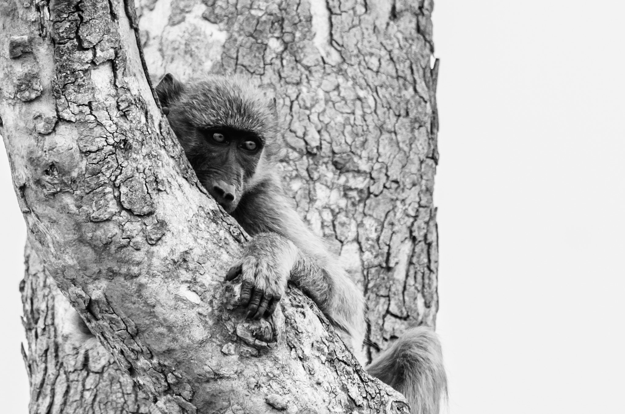 Pentax D FA 150-450mm F4.5-5.6 ED DC AW sample photo. Sad baboon in tree photography