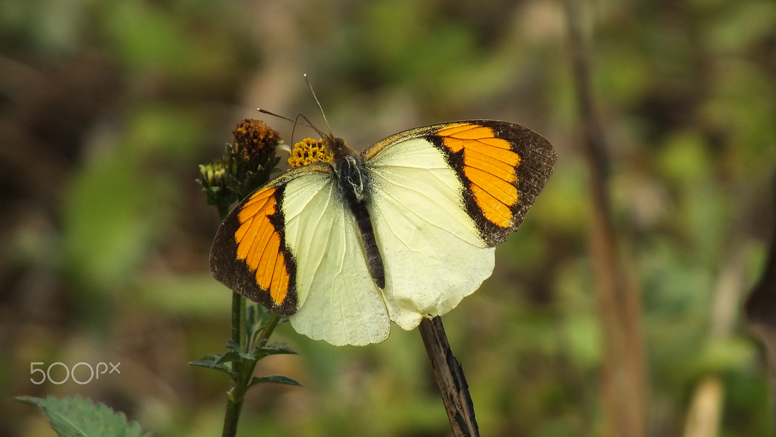 Fujifilm FinePix HS28EXR sample photo. Butterfly photography