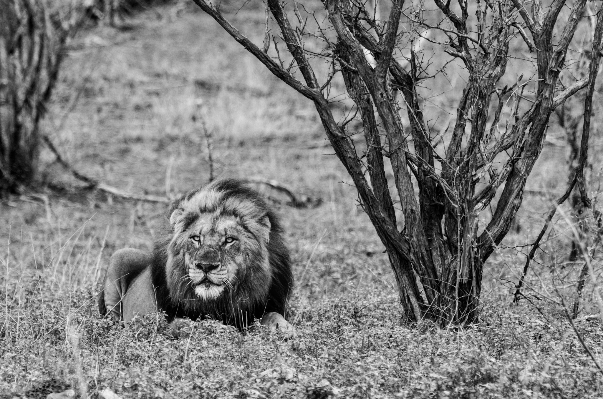 Pentax D FA 150-450mm F4.5-5.6 ED DC AW sample photo. Grim lion with big mane photography