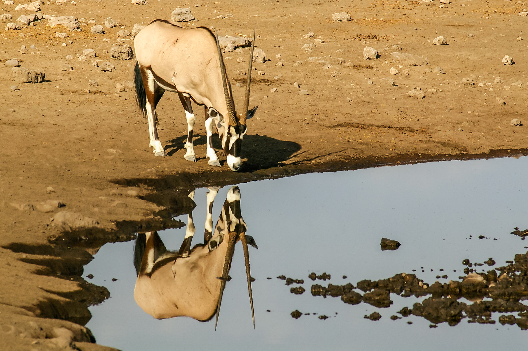 Pentax K100D sample photo. Drinking gemsbok (oryx) reflected in waterhole photography