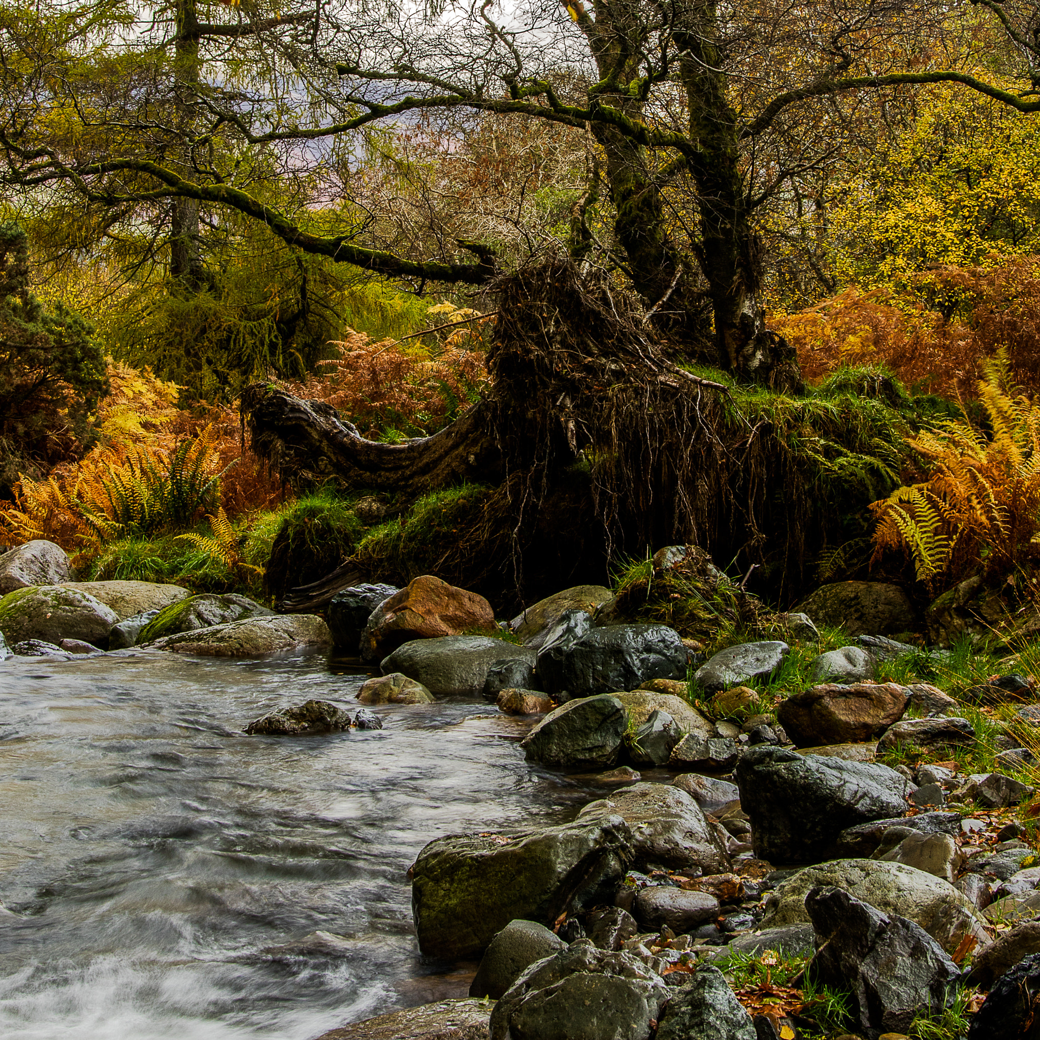 Sigma 24-105mm f/4 DG OS HSM | A sample photo. Roots photography