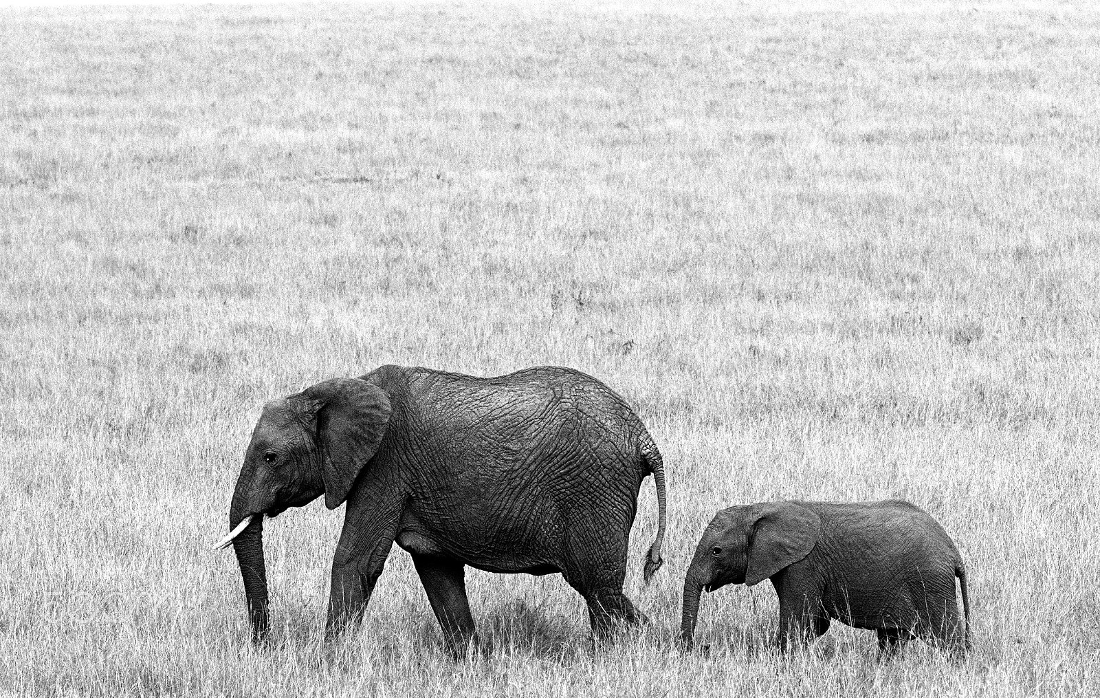 Nikon D810 + Nikon AF-S Nikkor 200-400mm F4G ED-IF VR sample photo. Elephants: mother and baby photography