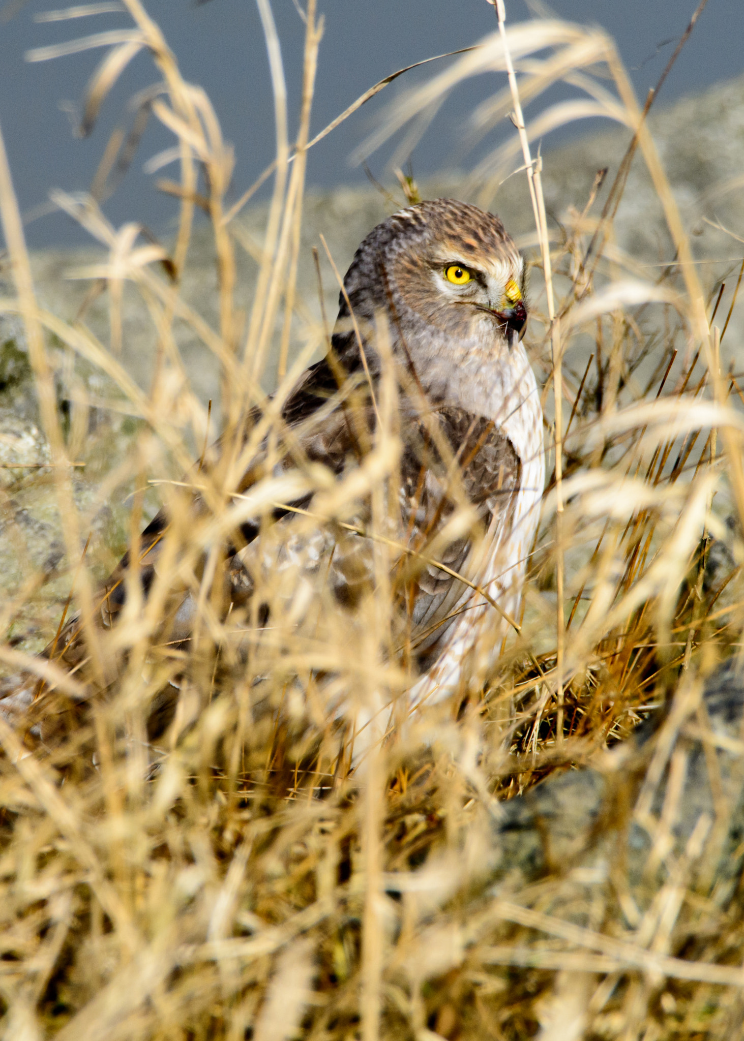Sigma 150-600mm F5-6.3 DG OS HSM | C sample photo. Dsc photography