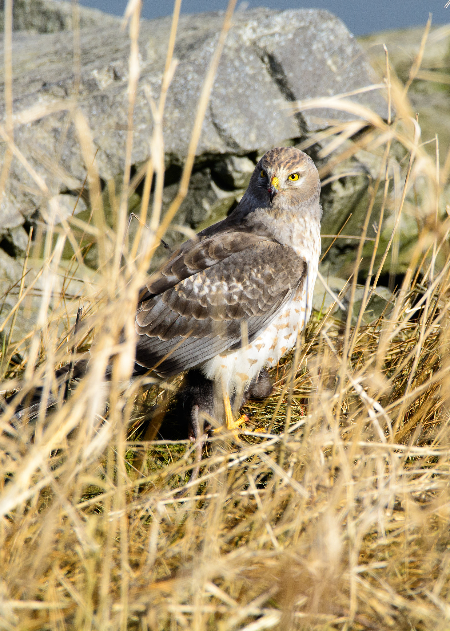 Sigma 150-600mm F5-6.3 DG OS HSM | C sample photo. Dsc photography