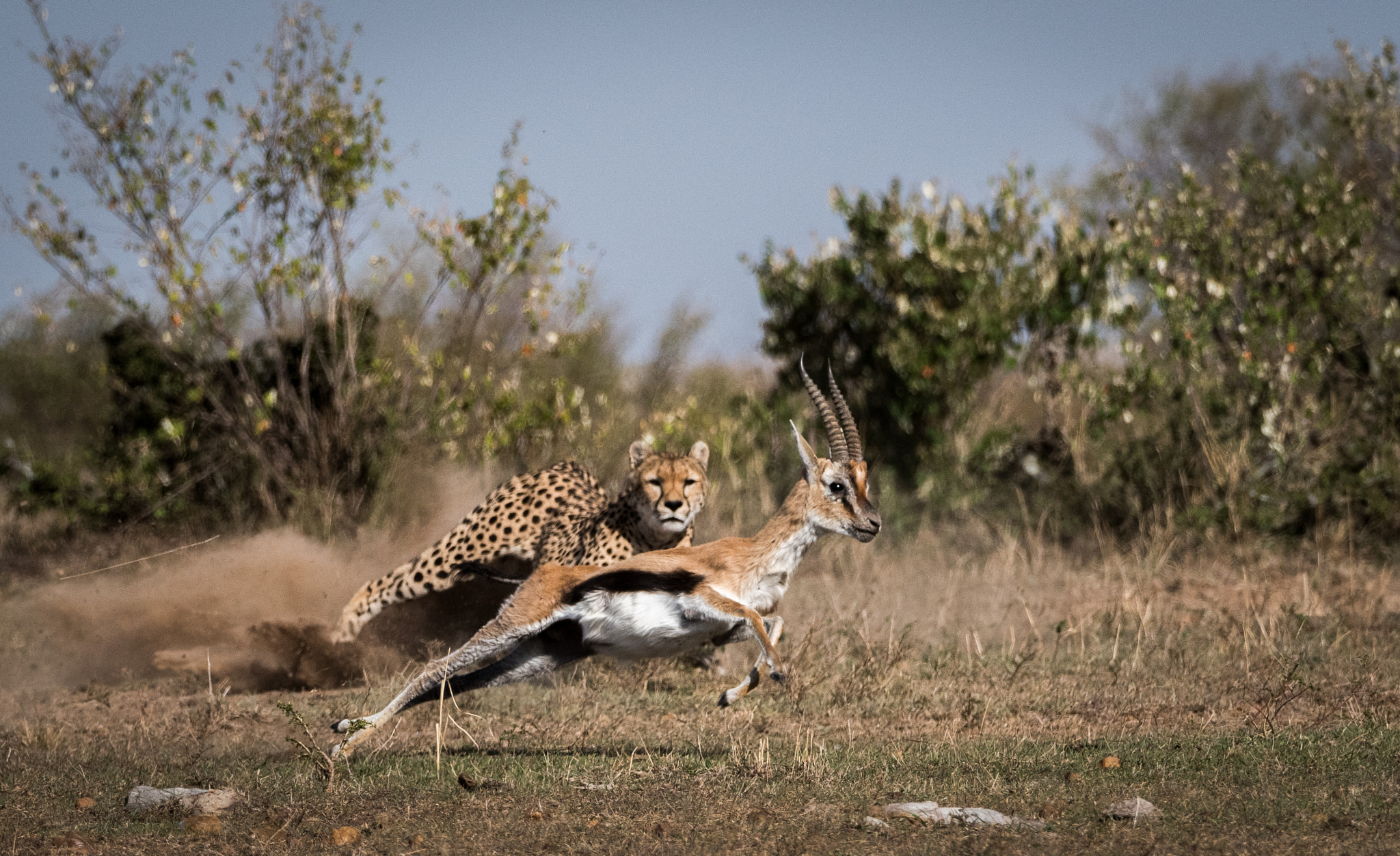 Nikon D810 sample photo. Malaika strikes - 2nd of 8 photography