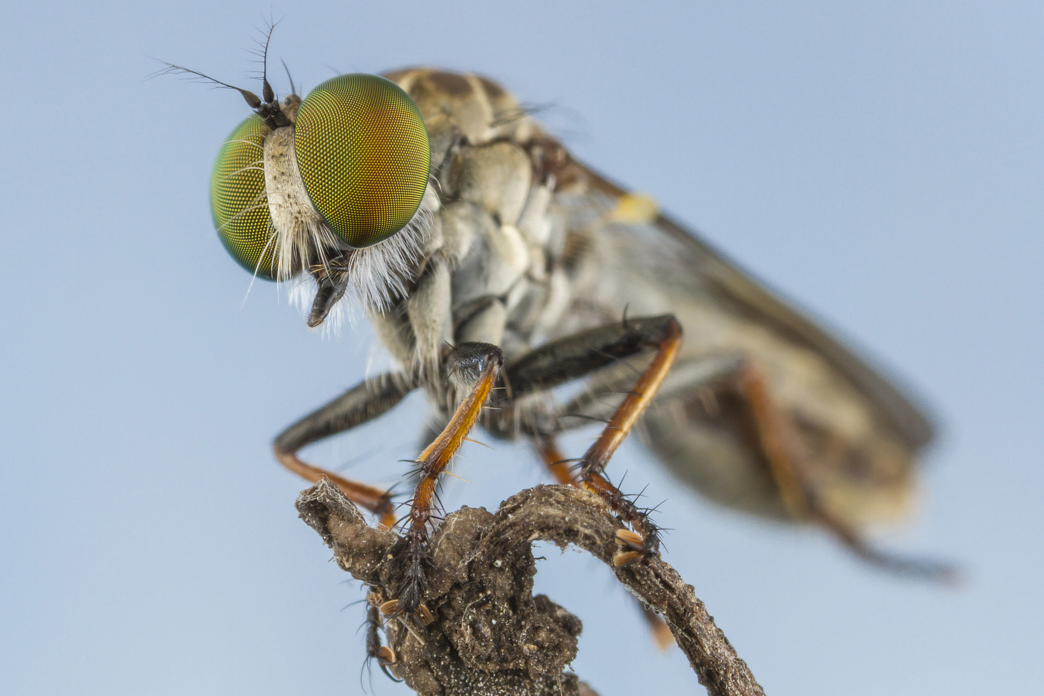 Canon EOS 7D + Canon MP-E 65mm F2.5 1-5x Macro Photo sample photo. Robber fly with blue sky background photography