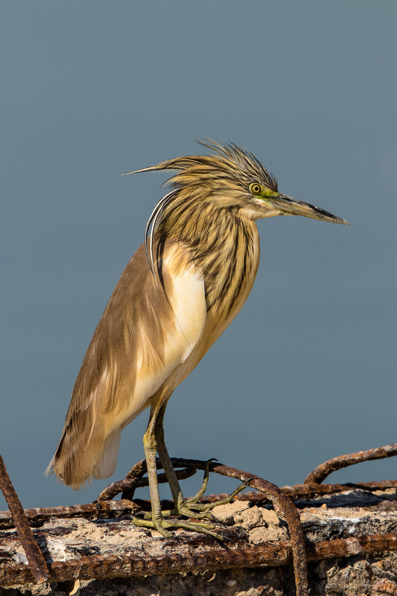 Canon EF 500mm F4L IS II USM sample photo. Indian golden heron photography