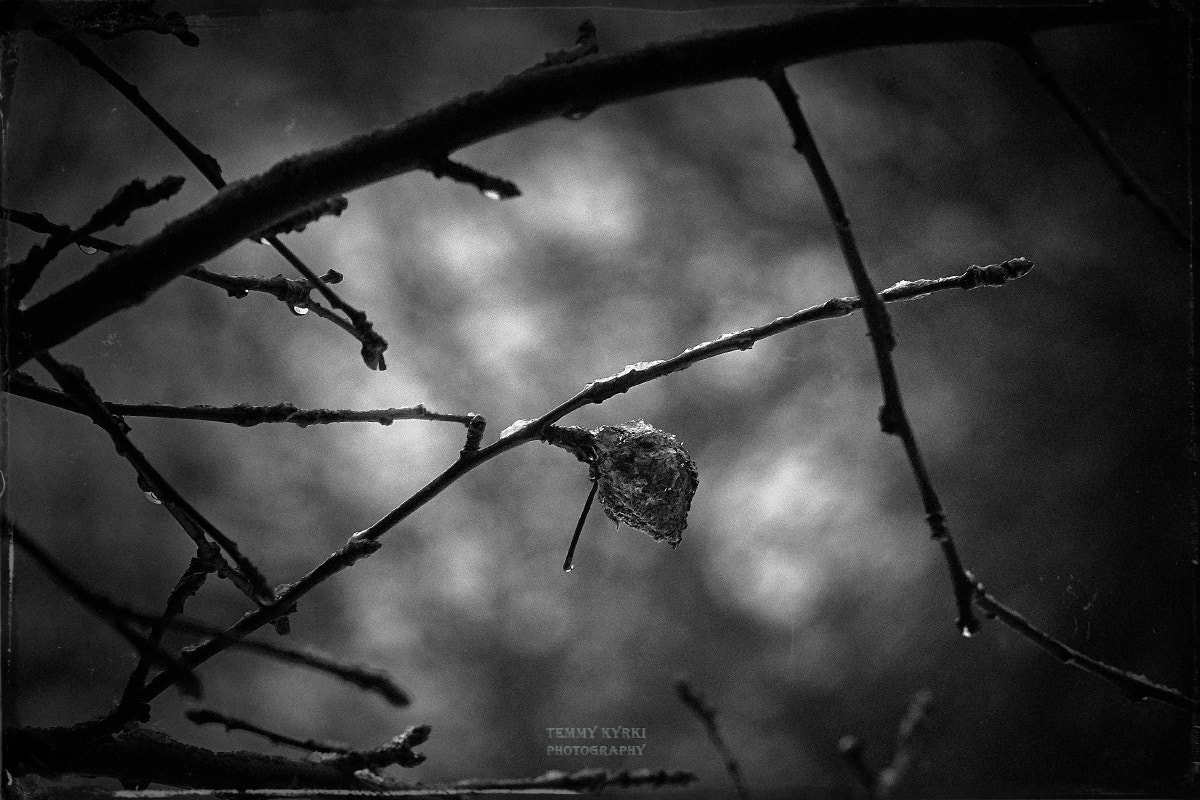 LUMIX G VARIO 45-150/F4.0-5.6 sample photo. In darkness comes beauty photography
