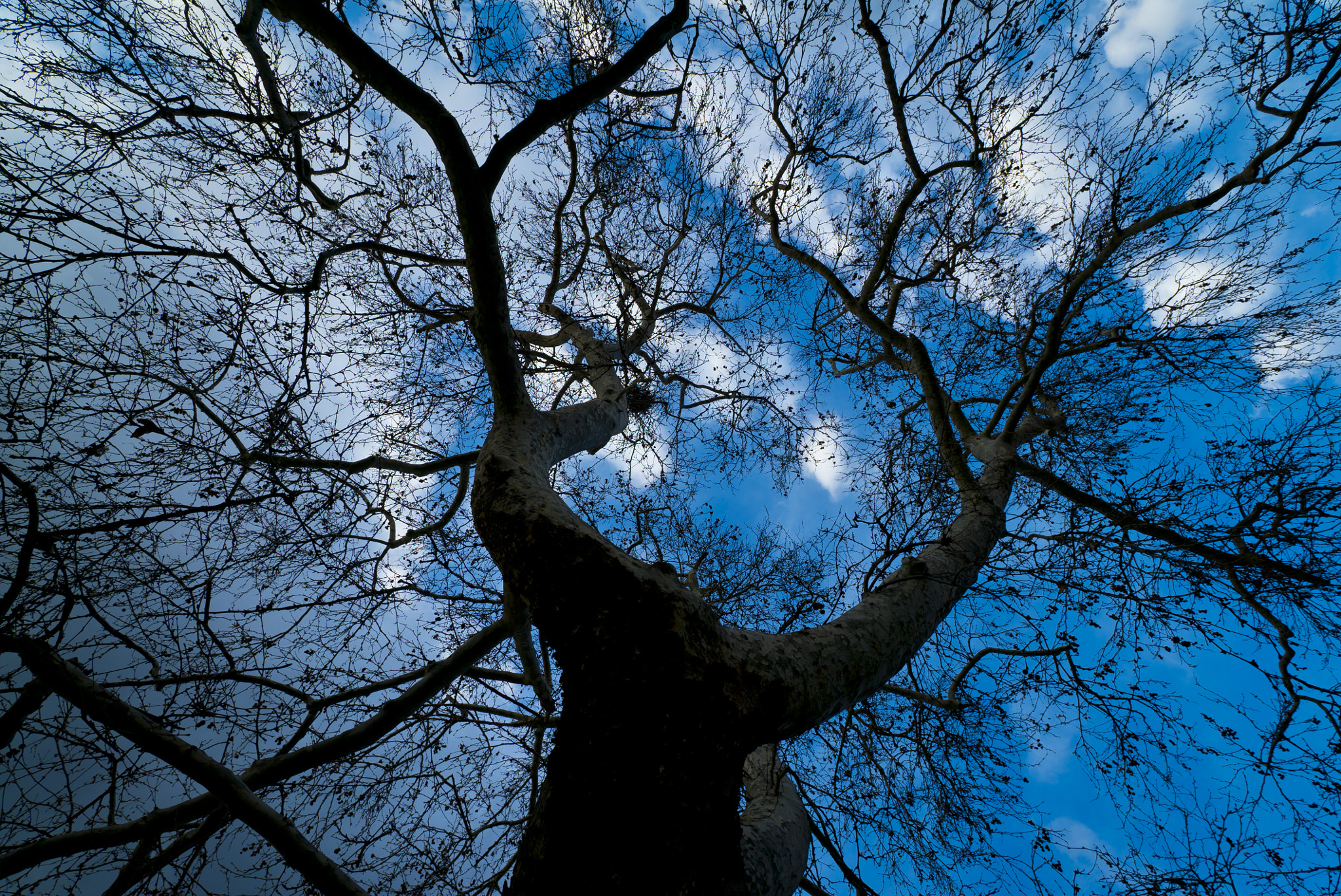 Sony a7S + Sony Vario-Sonnar T* 16-35mm F2.8 ZA SSM sample photo. Kind of blue photography