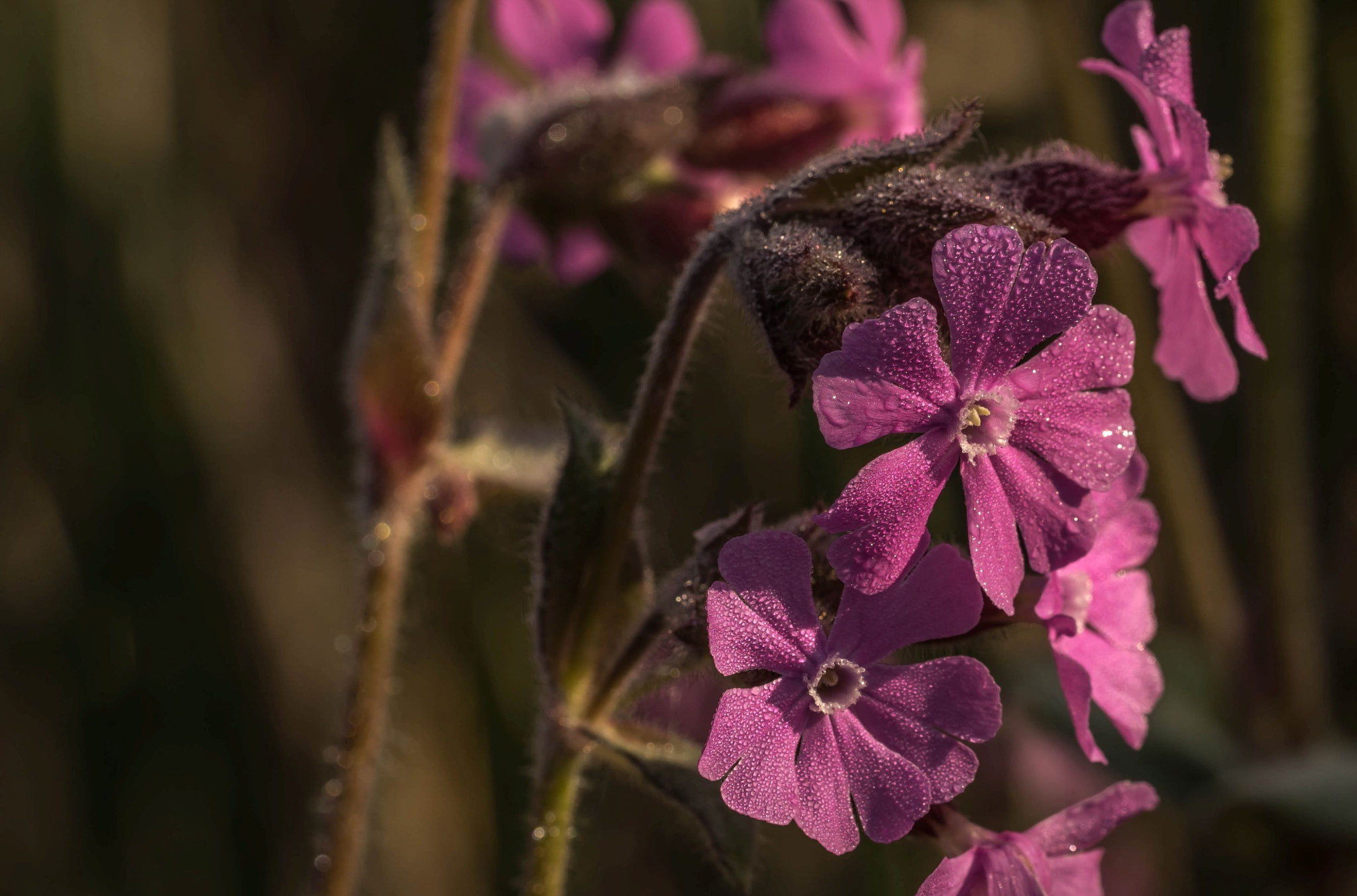 Sony a7R + Sony FE 90mm F2.8 Macro G OSS sample photo. Viscaria vulgaris photography
