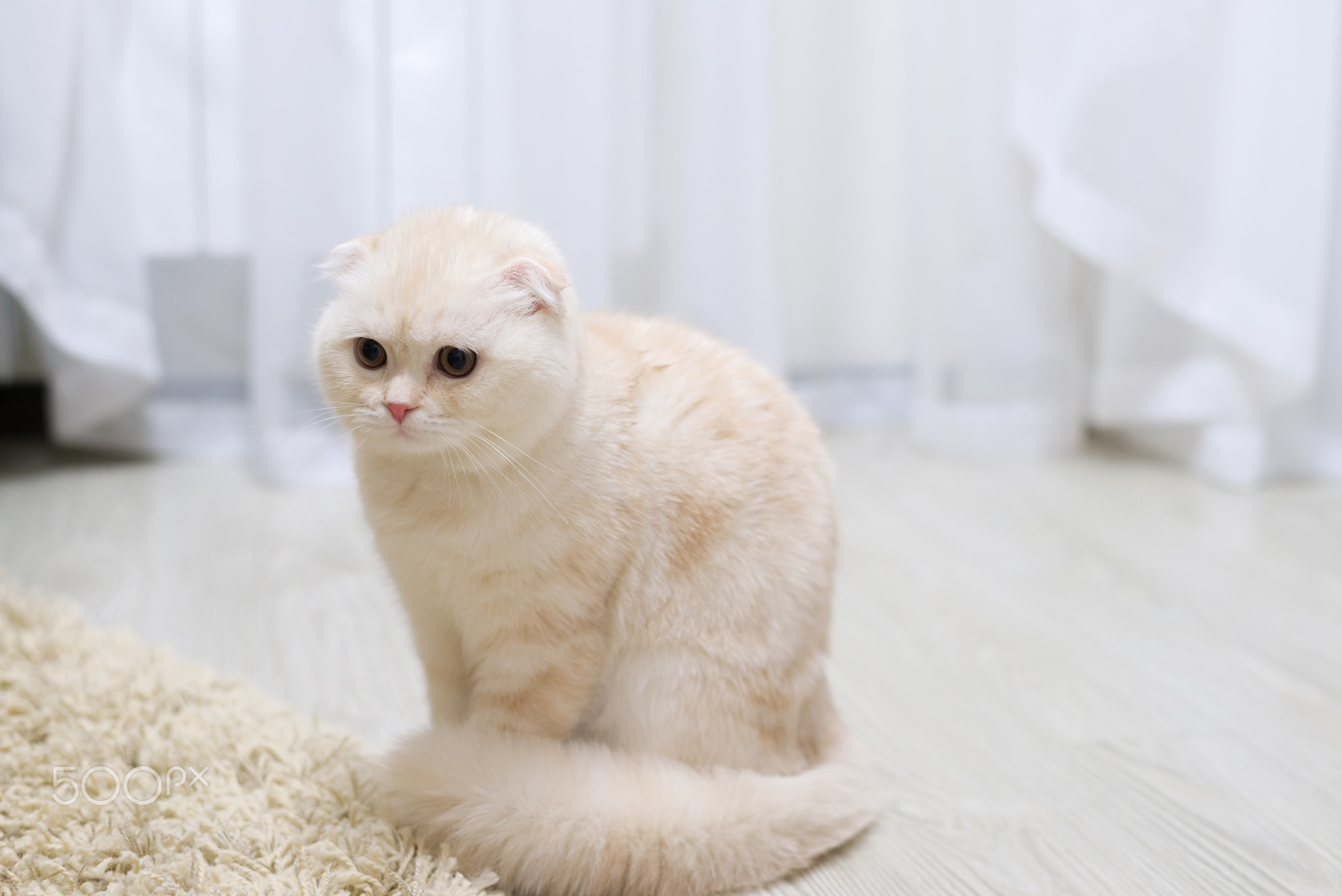 Fluffy beige kitten in room on floor