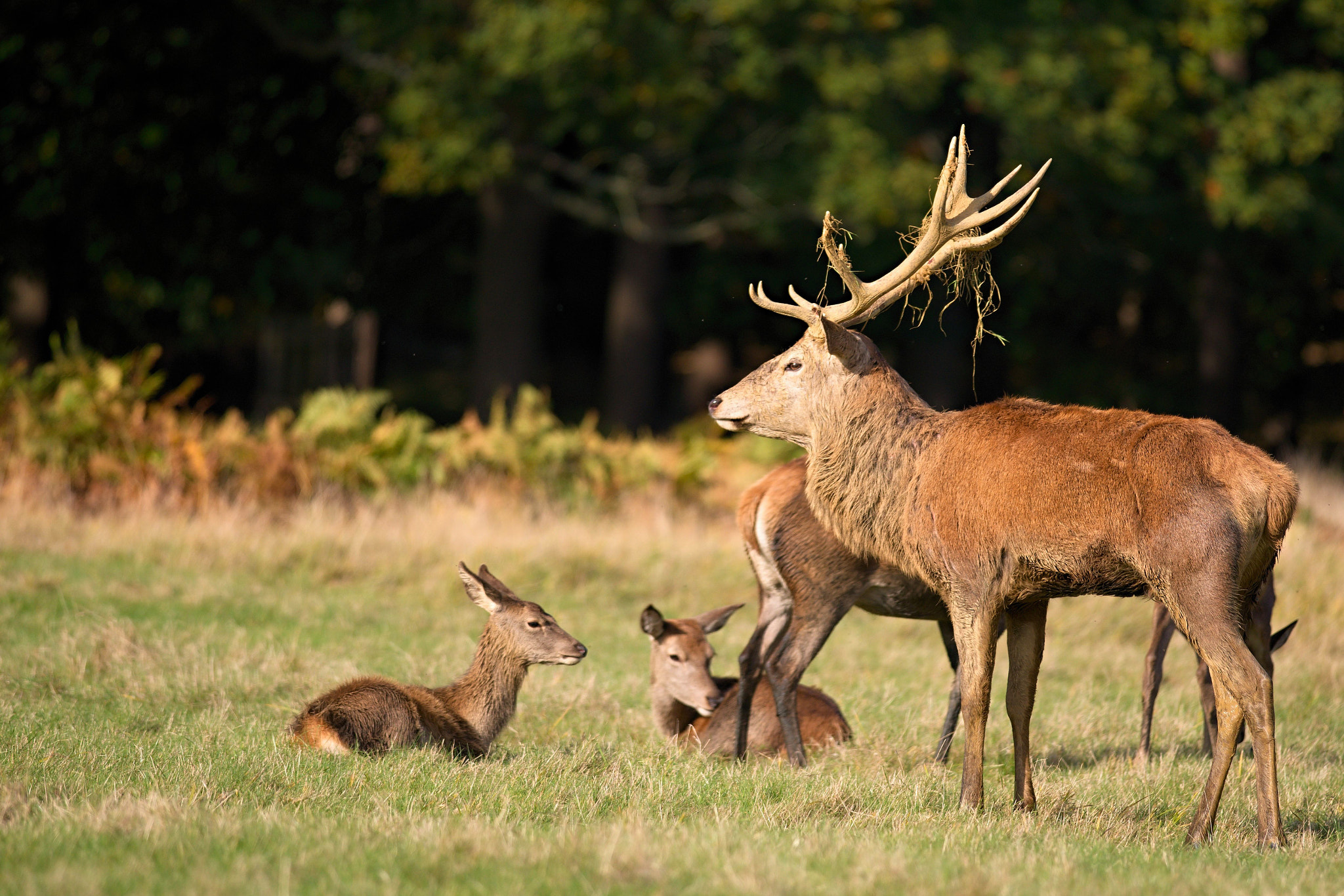 Nikon D610 + Nikon AF-S Nikkor 300mm F4D ED-IF sample photo. Red deer photography