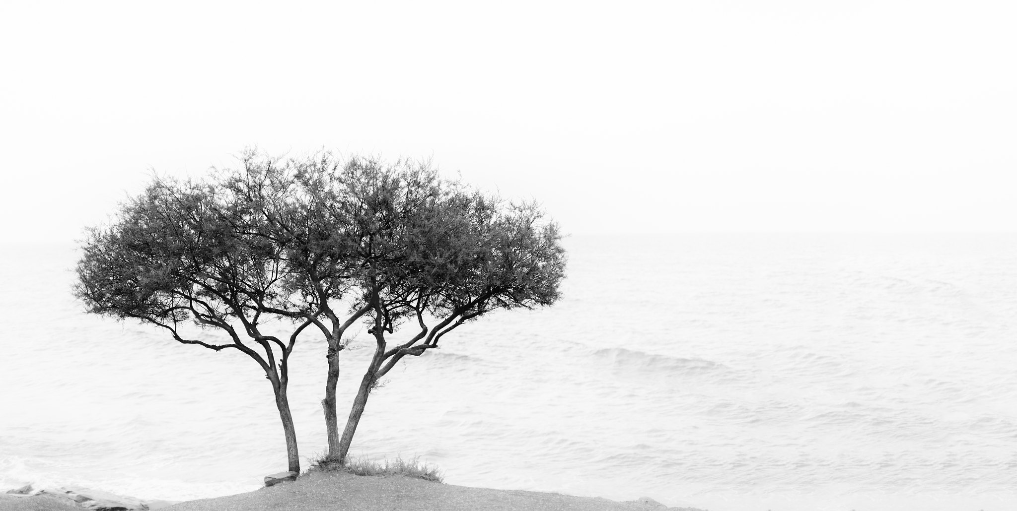 Sigma 50mm F1.4 EX DG HSM sample photo. Tree on shore photography
