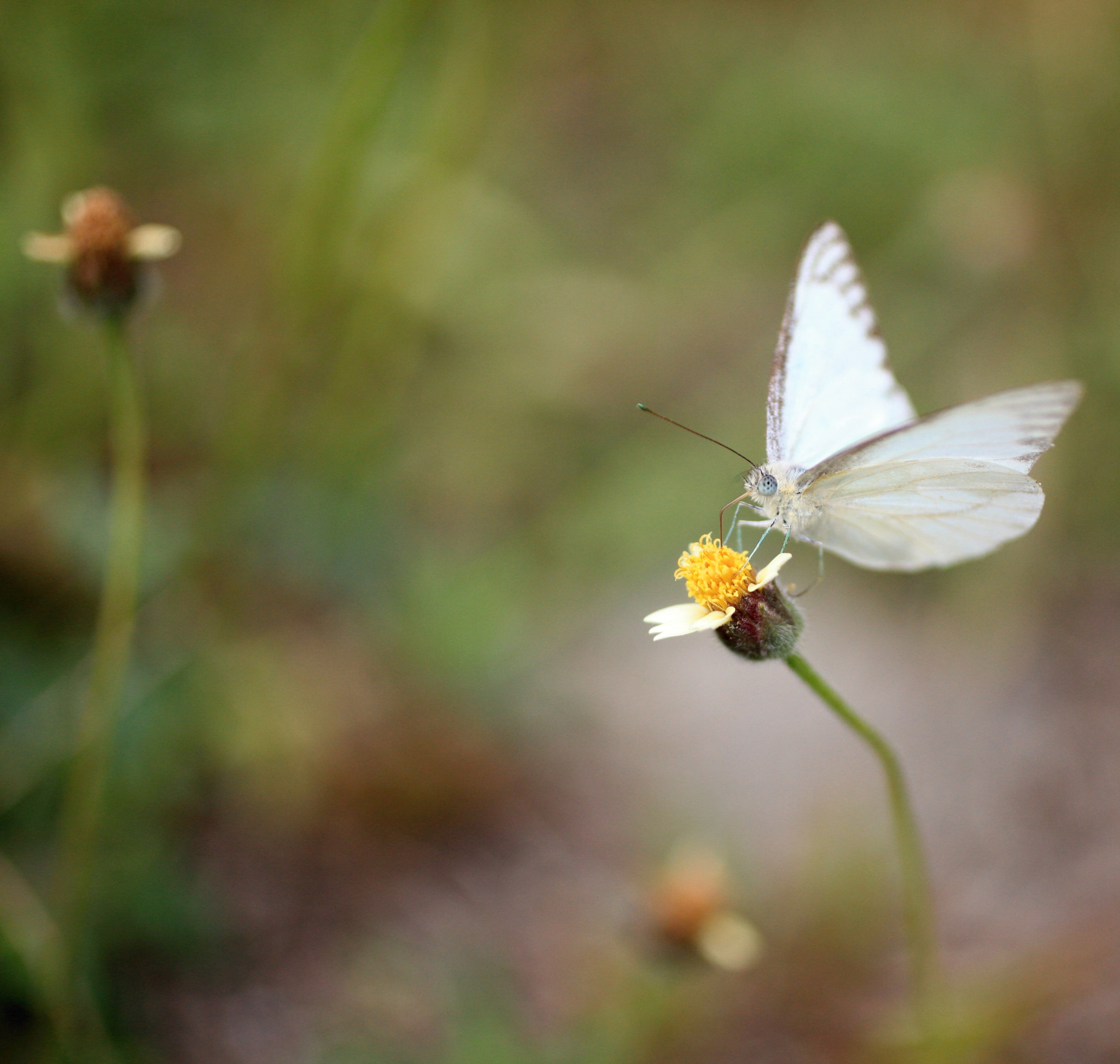 Canon EOS 5D Mark II + Canon EF 50mm F2.5 Macro sample photo. Spring is here photography