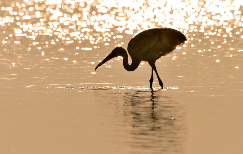 Nikon D4 sample photo. Grus japonensis photography