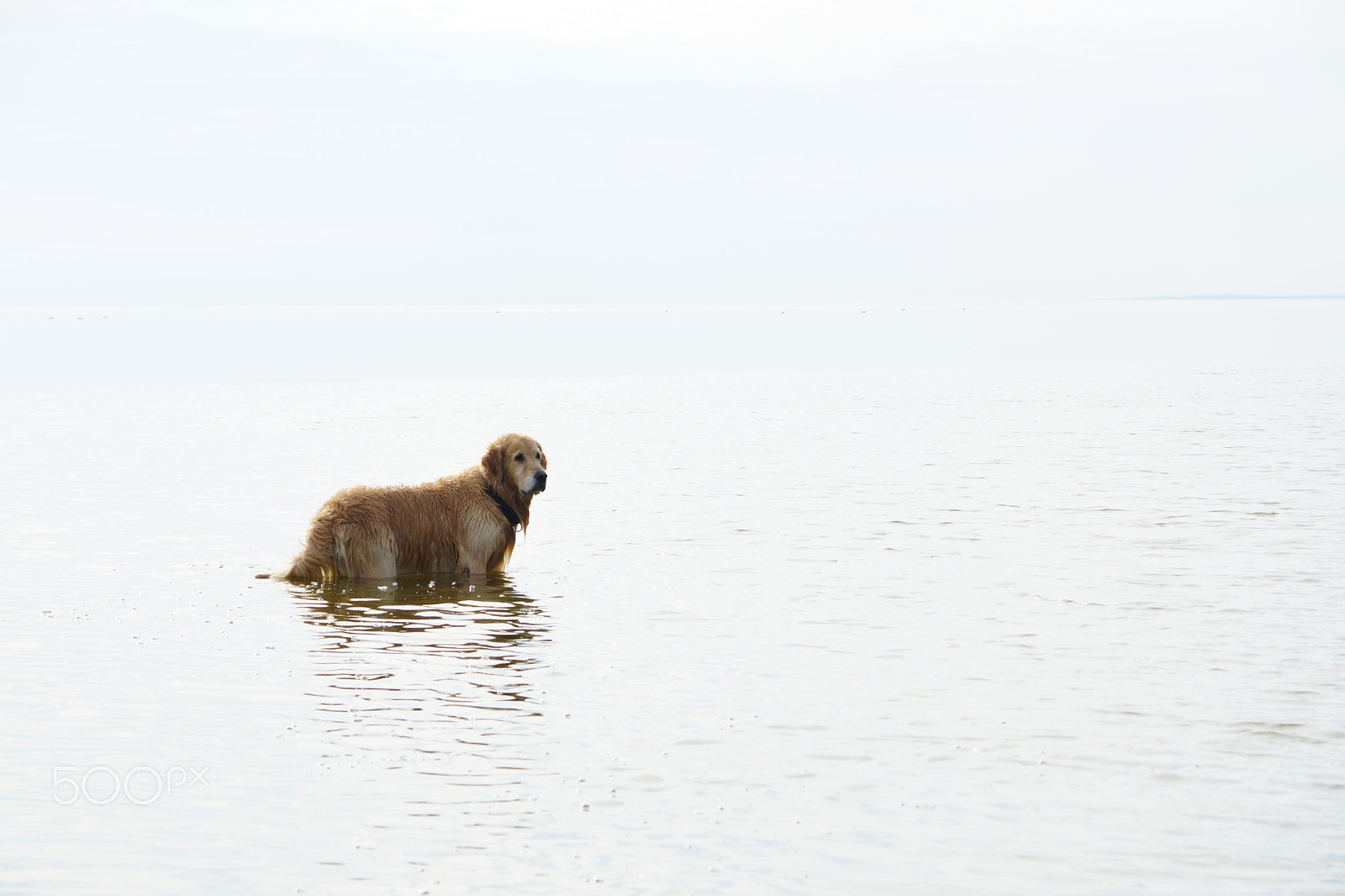 Sony SLT-A65 (SLT-A65V) sample photo. The dog breed golden retriever standing in water, turning his head, the white sky and the... photography