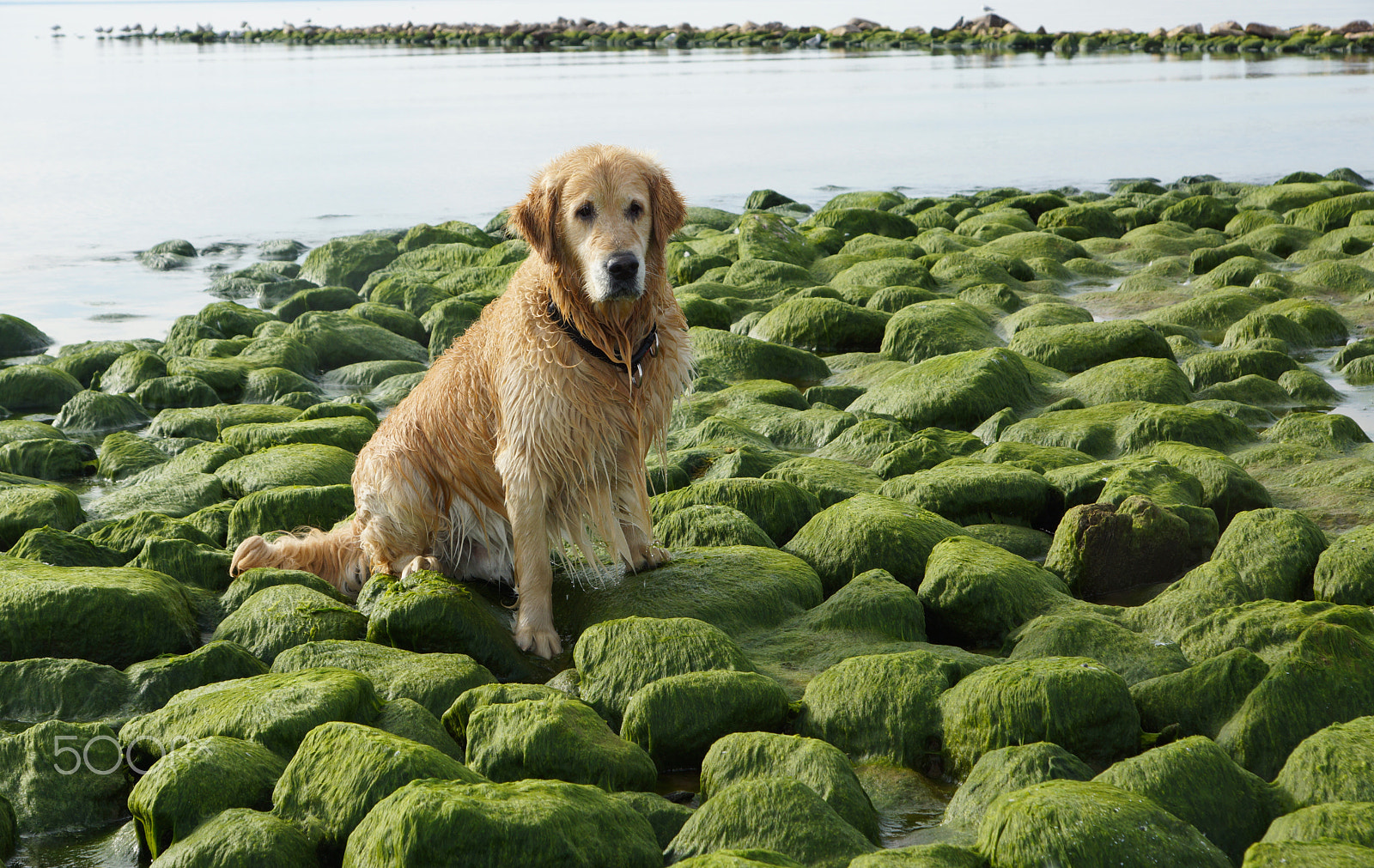 Sony SLT-A65 (SLT-A65V) sample photo. The dog breed golden retriever wet after bathing sitting on green stones at bay photography