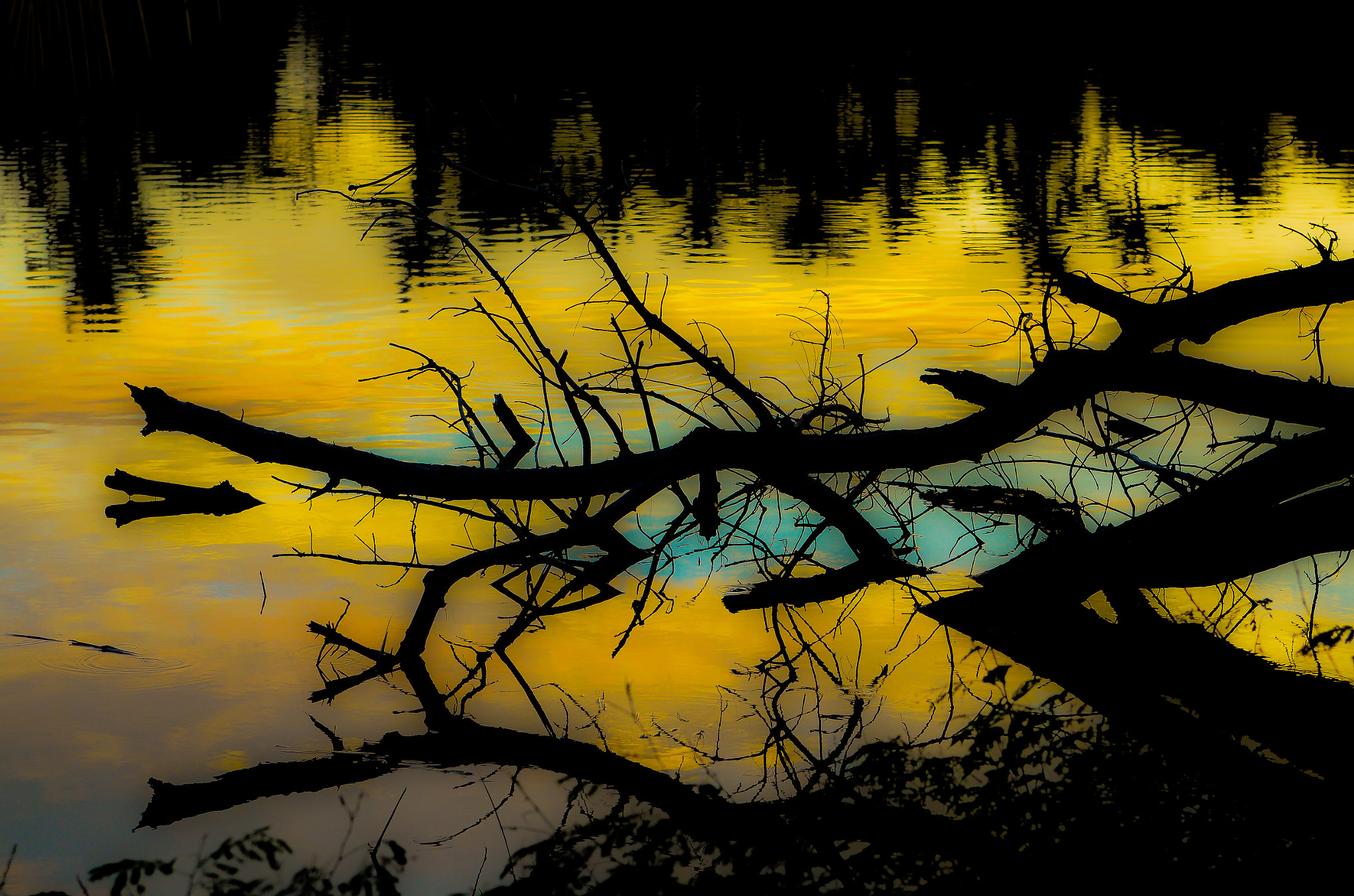 Nikon D7000 + AF Zoom-Nikkor 35-70mm f/2.8D sample photo. Fallen tree photography