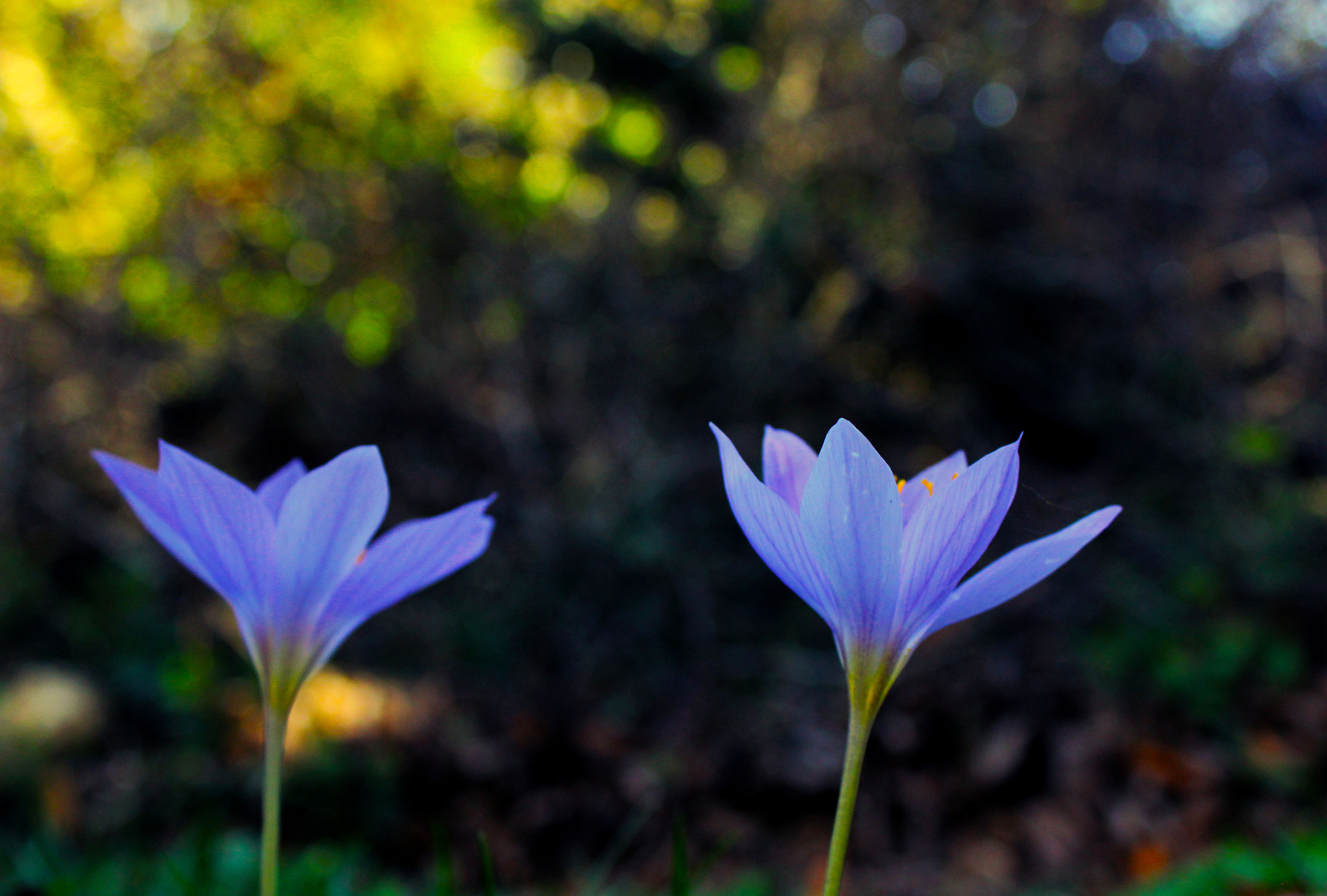 Canon EOS 550D (EOS Rebel T2i / EOS Kiss X4) sample photo. Scent of present. photography
