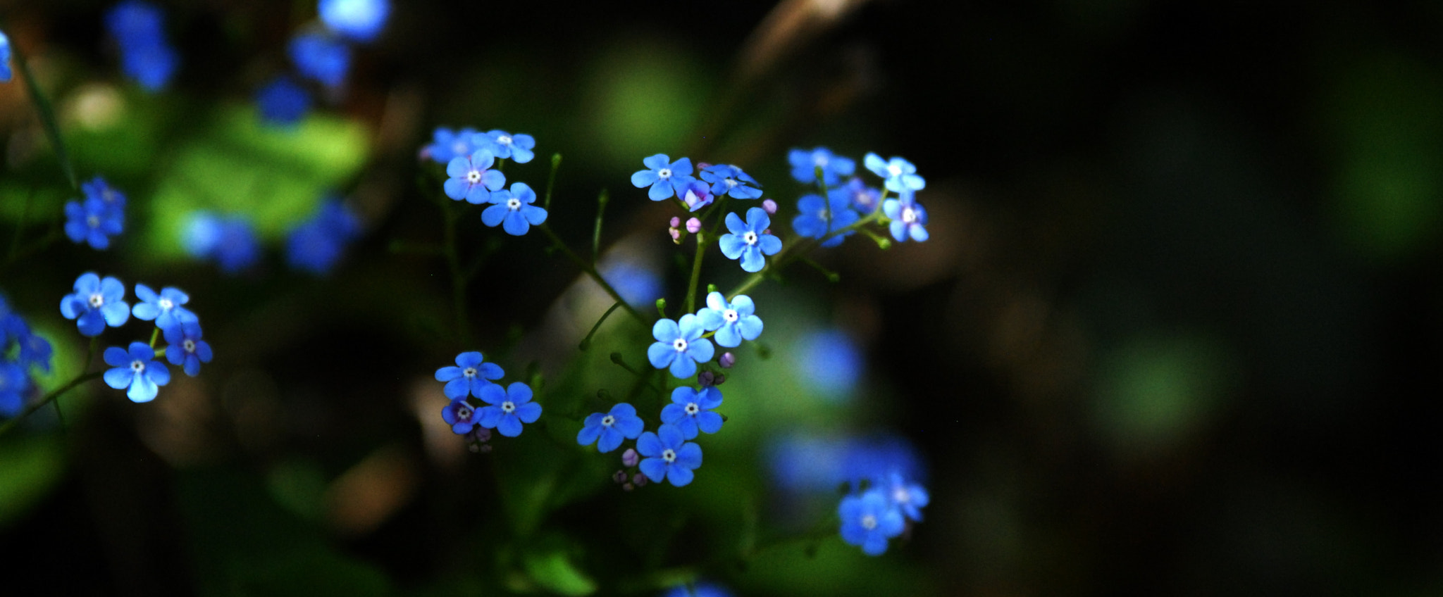 Sigma 70-200mm F2.8 EX DG OS HSM sample photo. Blaue blüten photography