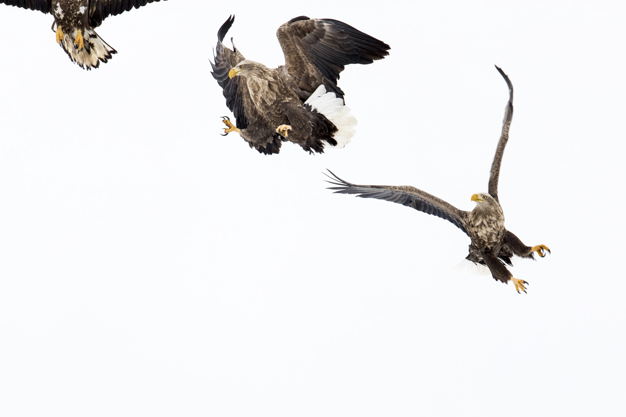 Canon EF 600mm F4L IS II USM sample photo. Untitled photography