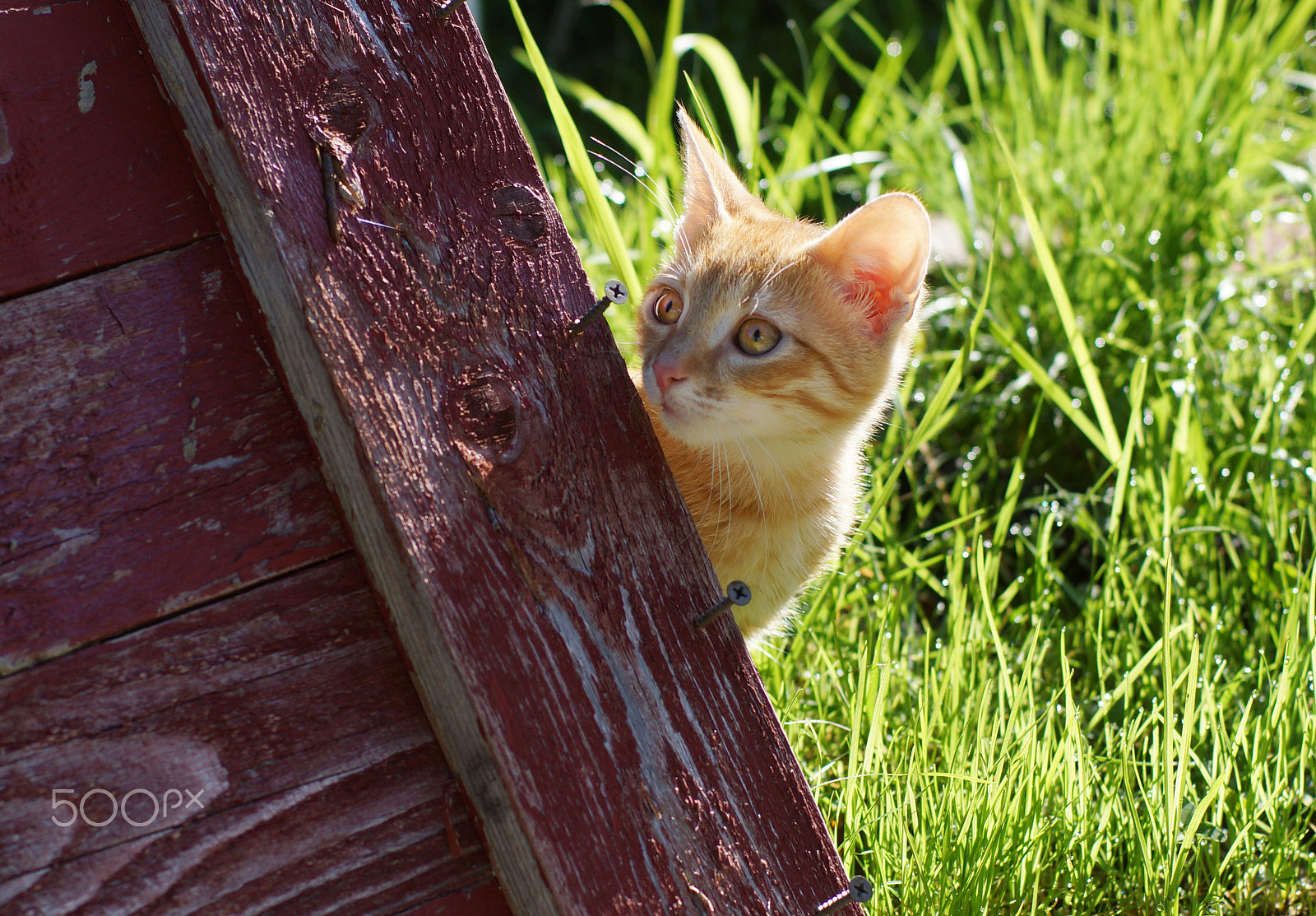 Sony SLT-A65 (SLT-A65V) sample photo. Little red kitten peeking out of a wooden red shield, looking away photography