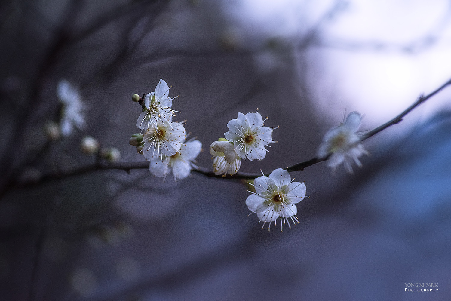 Pentax smc D-FA 100mm F2.8 Macro WR sample photo. Spring of the south-1 photography