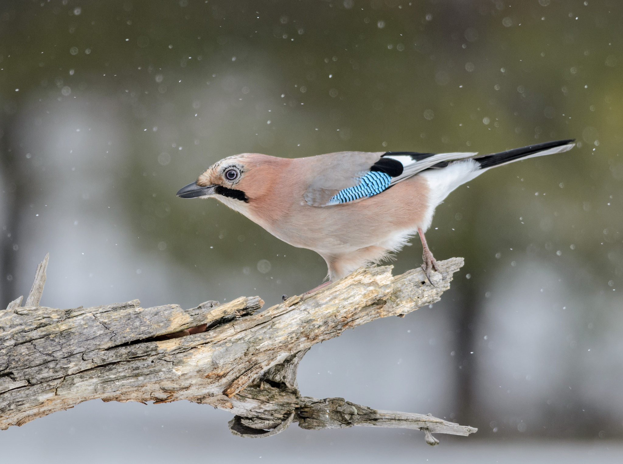 Nikon D7000 + Nikon AF-S Nikkor 300mm F4D ED-IF sample photo. Eurasian jay photography