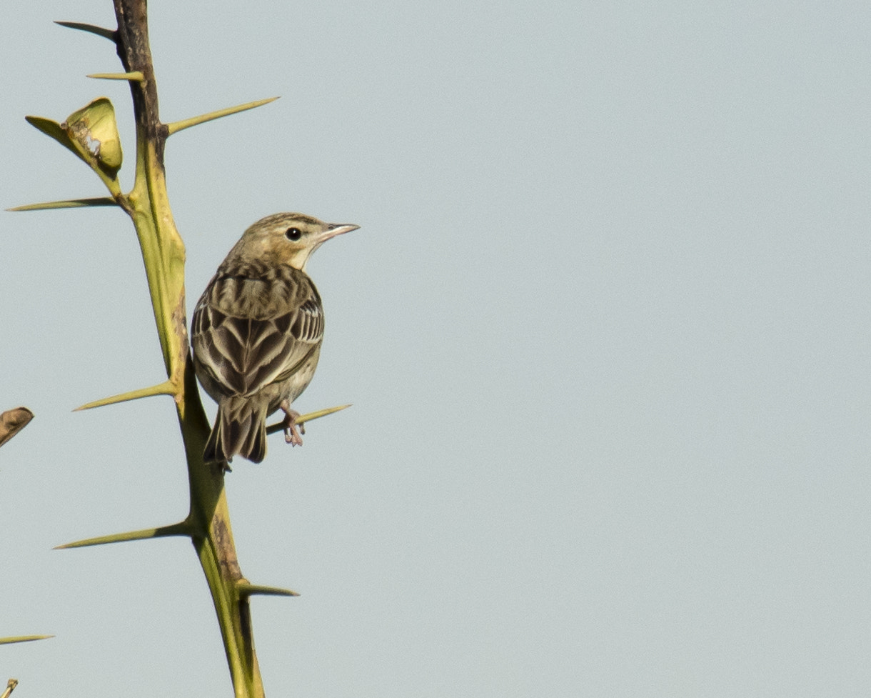 Nikon D5500 sample photo. Sparrow photography