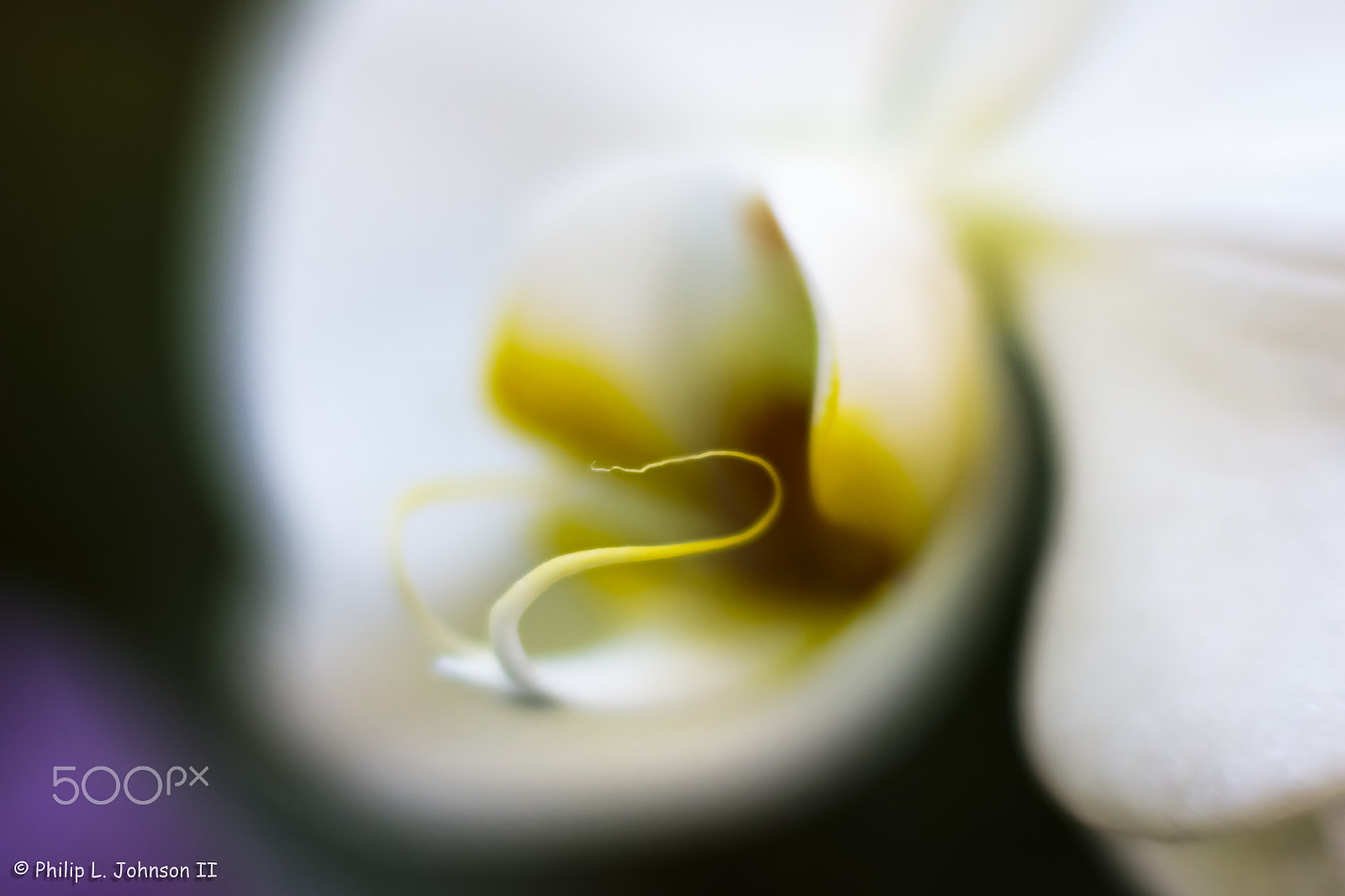 Canon EF 85mm F1.8 USM sample photo. I dream of orchids photography