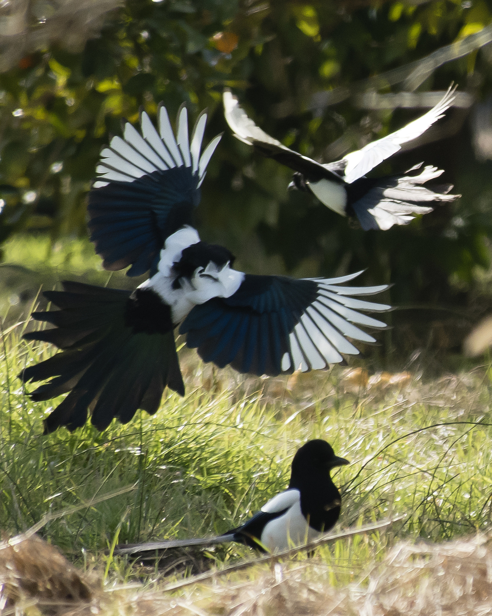 Nikon D5500 sample photo. 3 crow photography