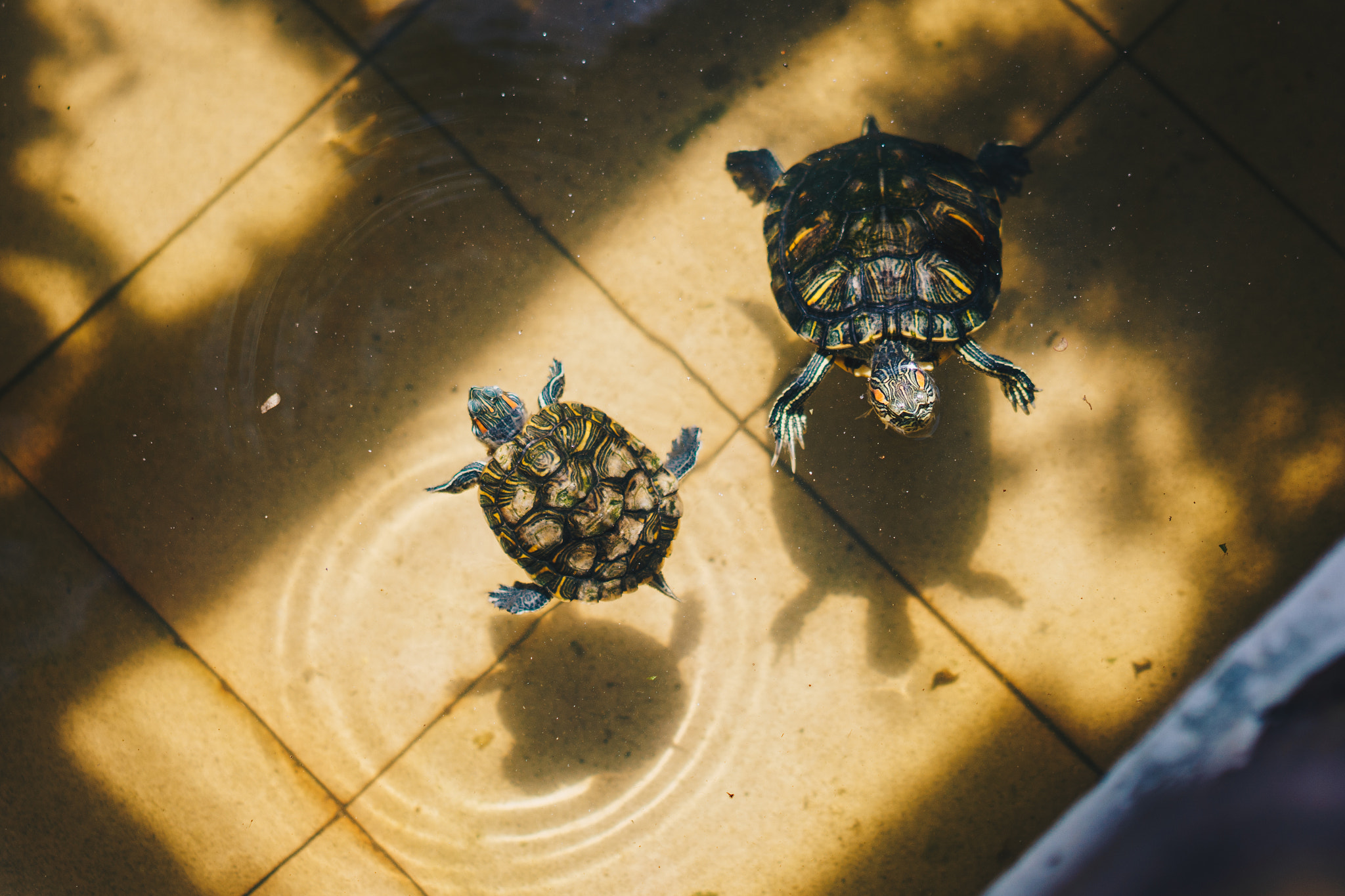 Sony a6000 + Sony Sonnar T* FE 55mm F1.8 ZA sample photo. Floating terrapins  photography