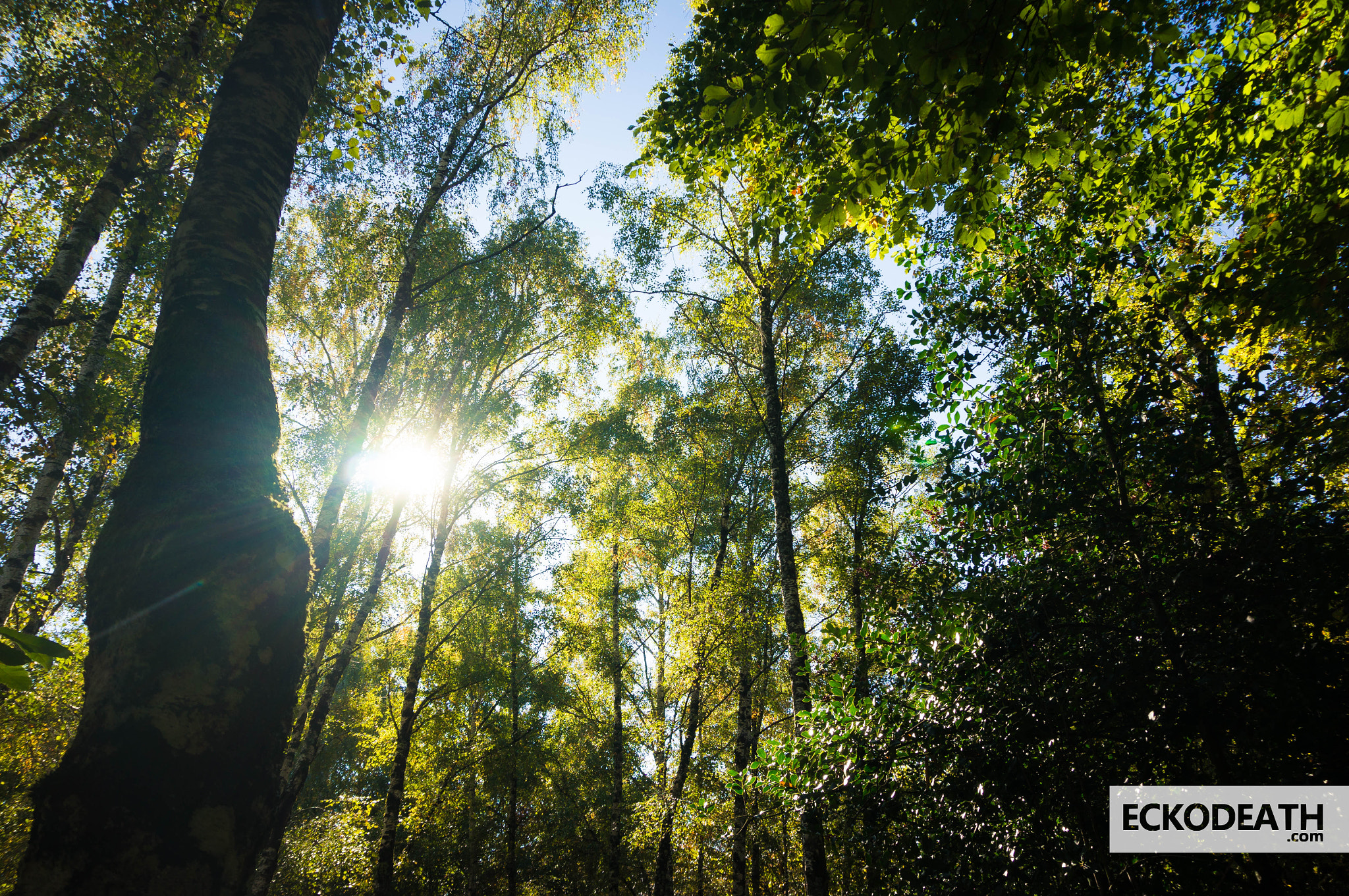 Sony Alpha NEX-5R sample photo. 2015 - projet 52 : #44 - forest lulled by the sunl photography
