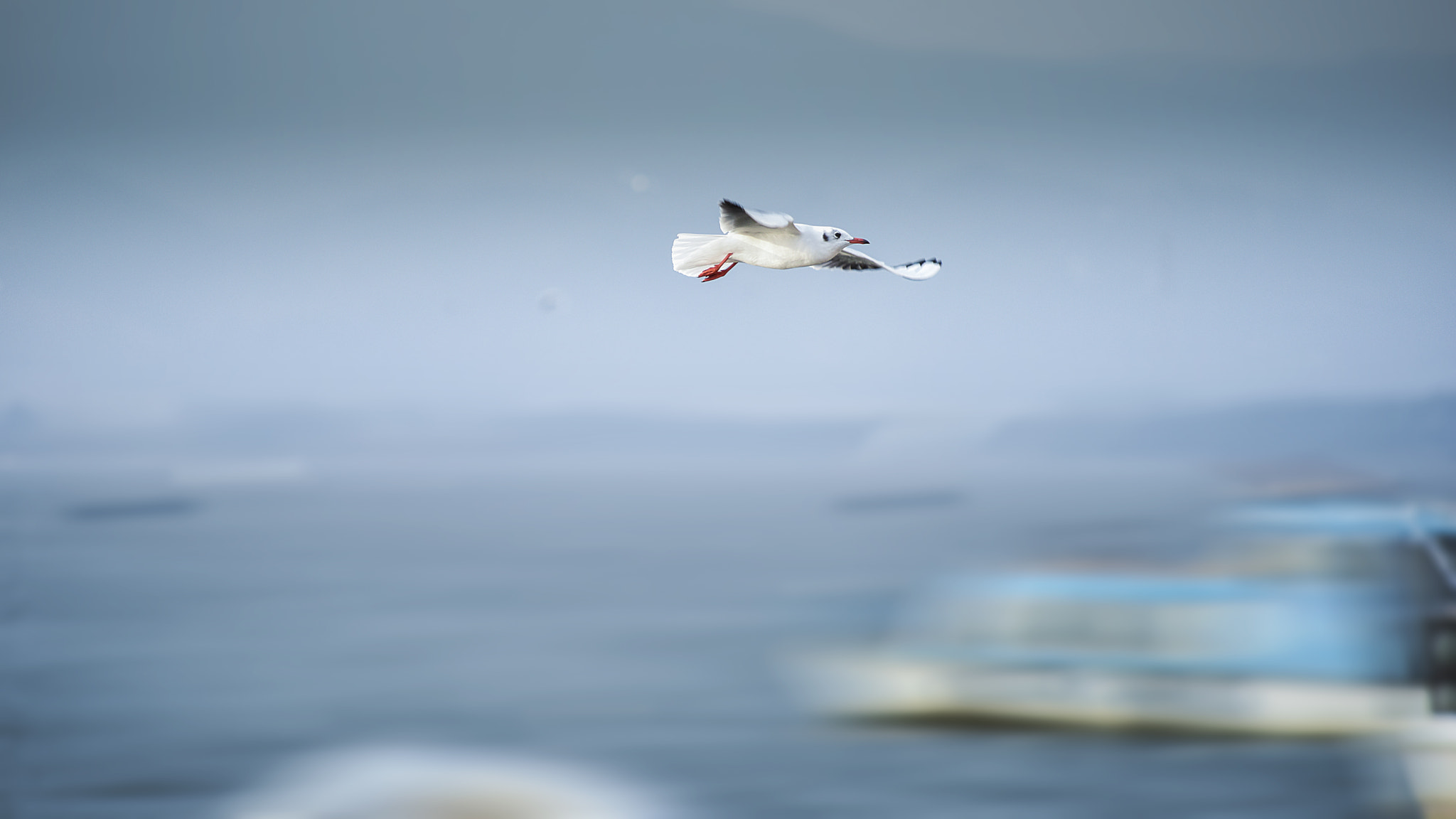 Nikon D810 + AF Nikkor 70-210mm f/4-5.6 sample photo. Dsc photography