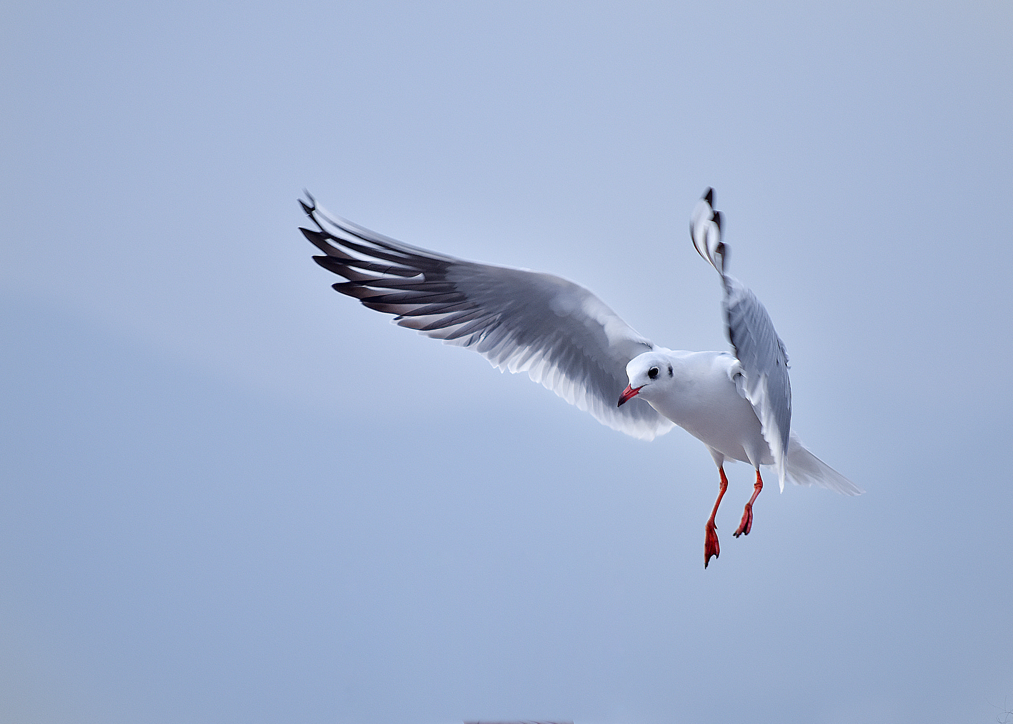 AF Nikkor 70-210mm f/4-5.6 sample photo. ++ photography