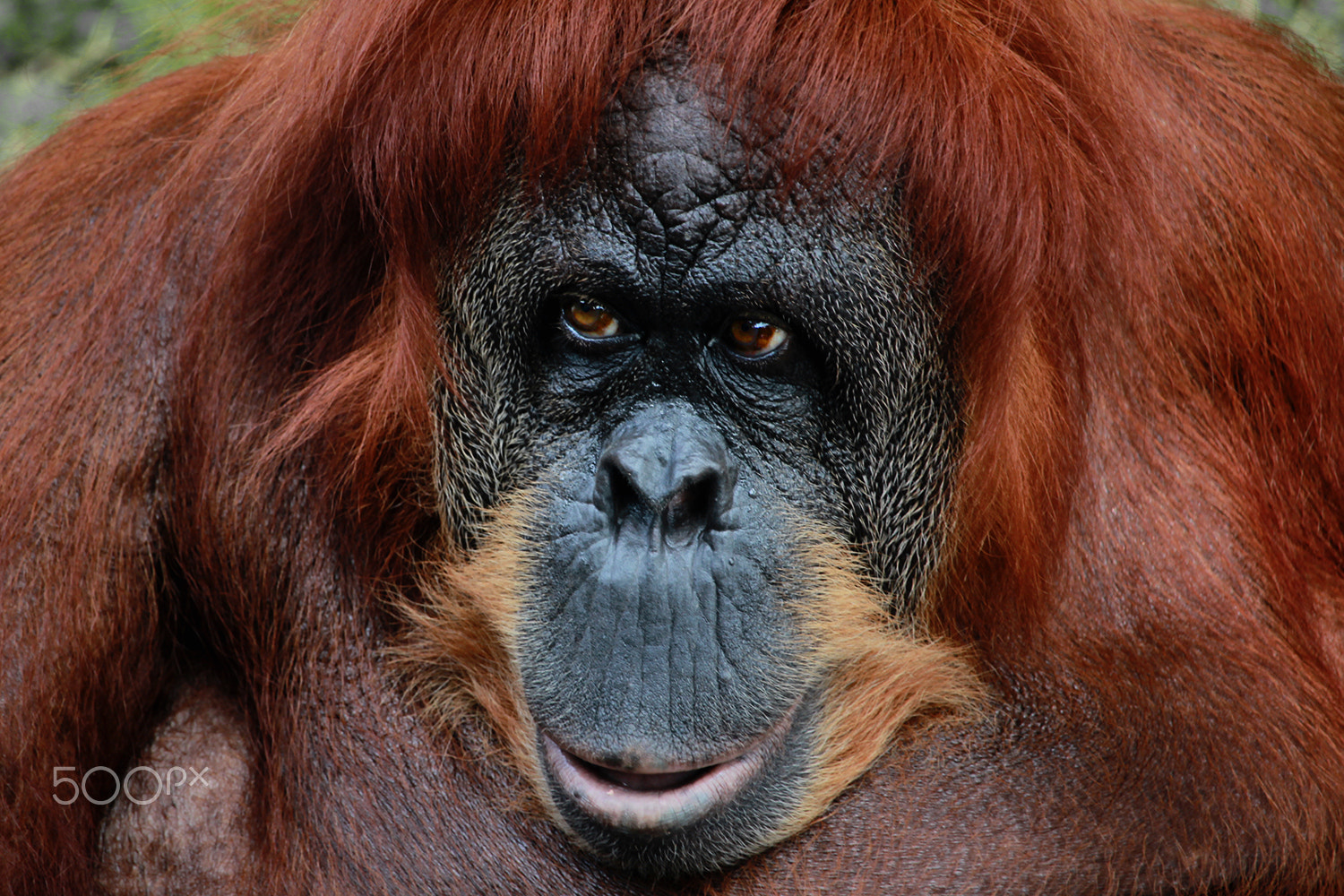 Canon EF-S 55-250mm F4-5.6 IS STM sample photo. What's in those eyes? photography