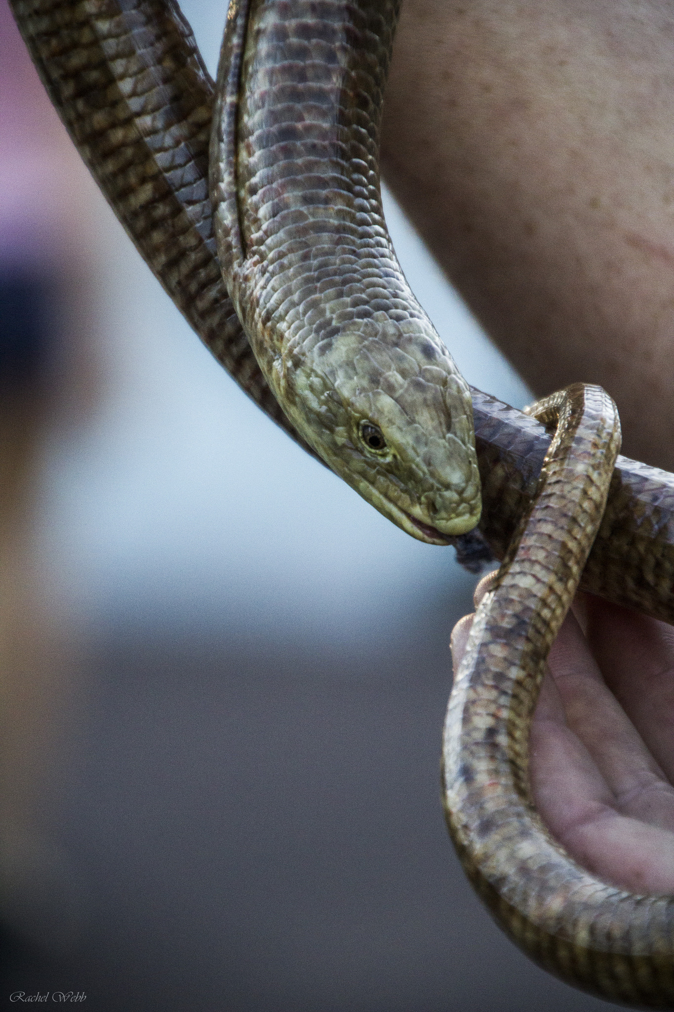 Canon EOS 550D (EOS Rebel T2i / EOS Kiss X4) sample photo. Reptile  photography